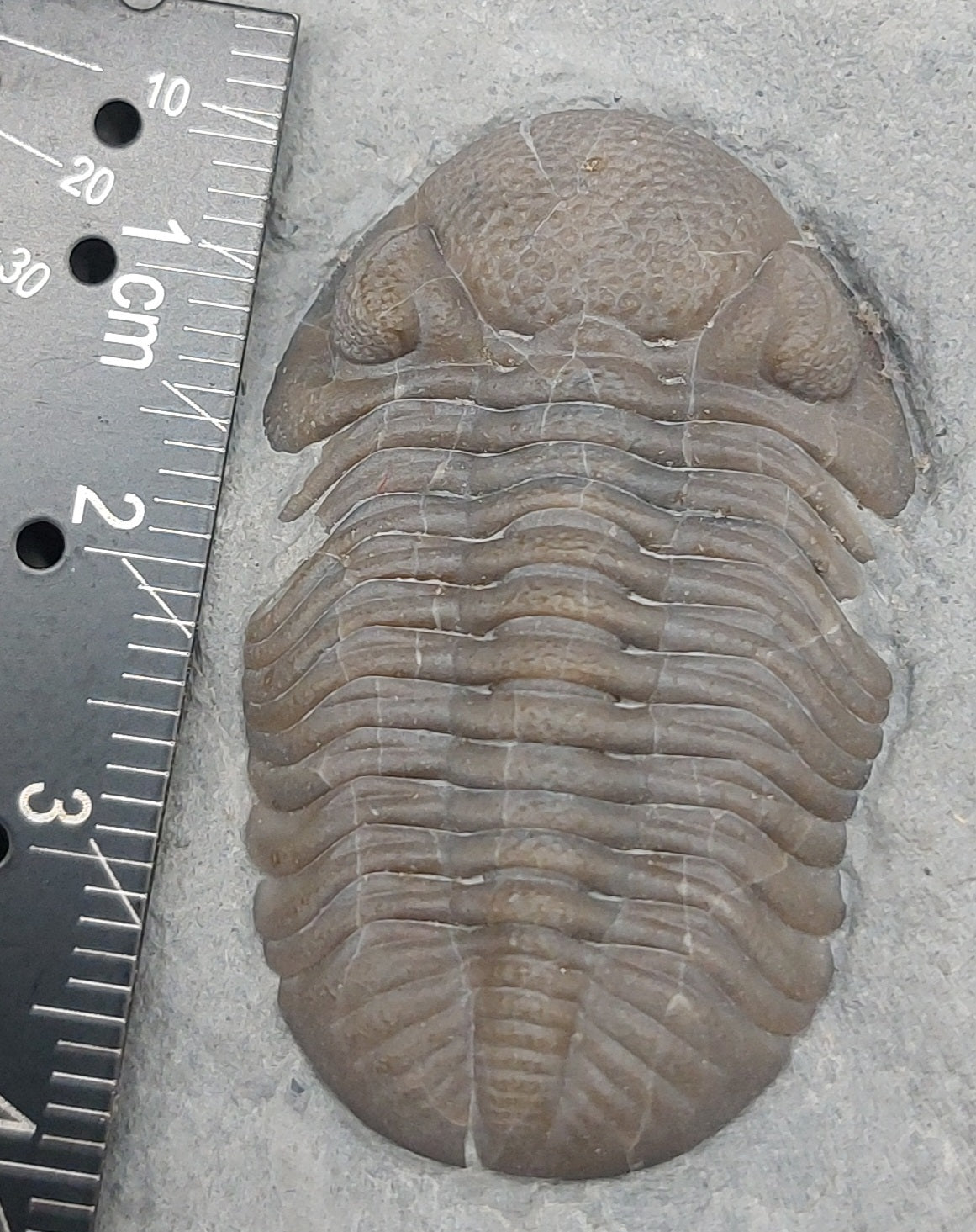 Eldredgeops crassituberculata-Ohio