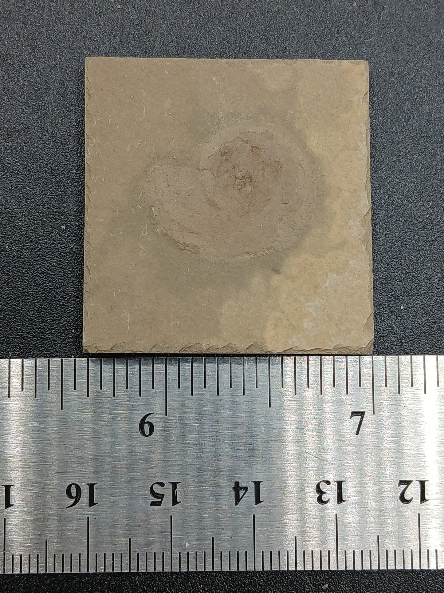 Anthracoceras beargulchensis-Montana-BG72