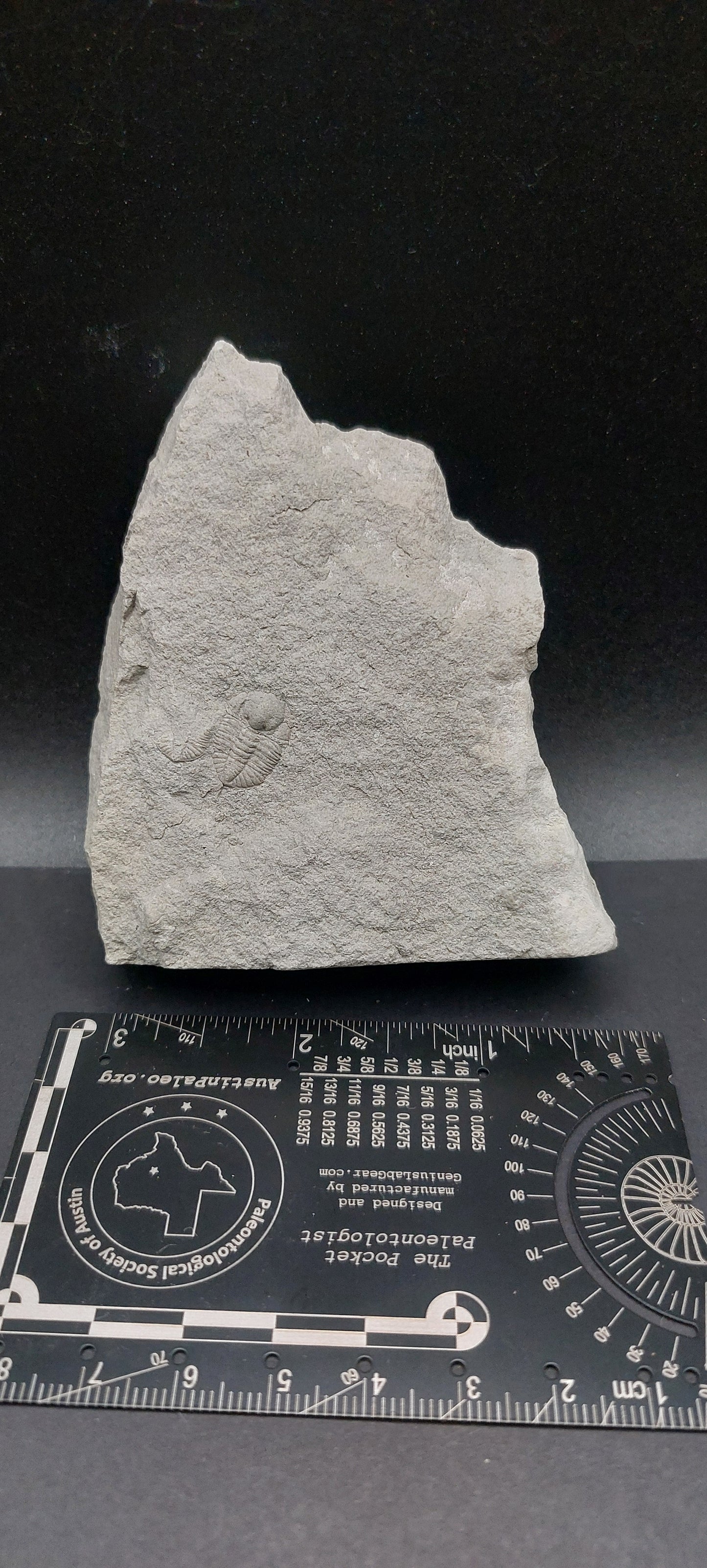 Ampyxina bellatula-Missouri 02