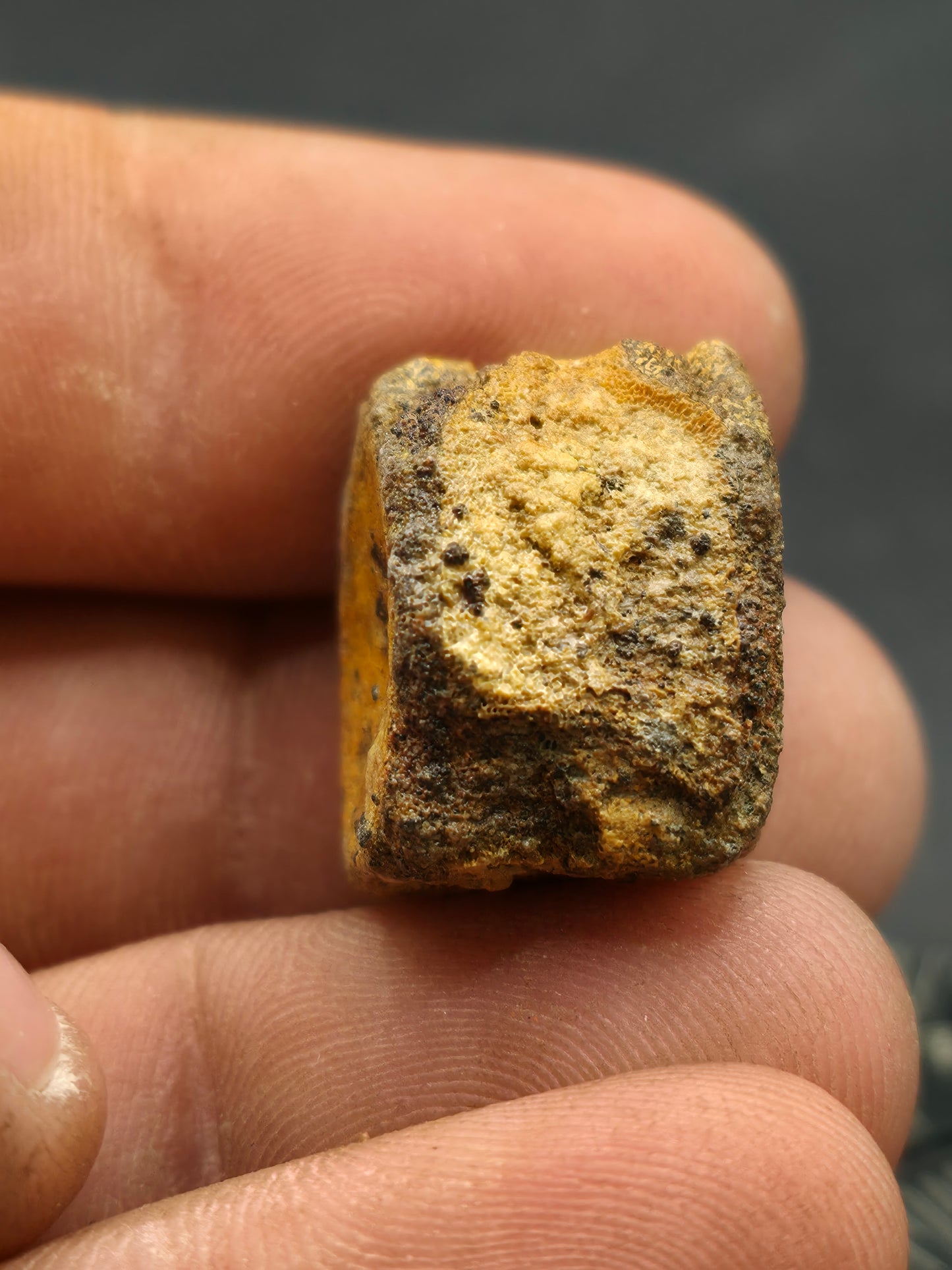 Hadrosaur Caudal (Tail) Vertebra-Texas