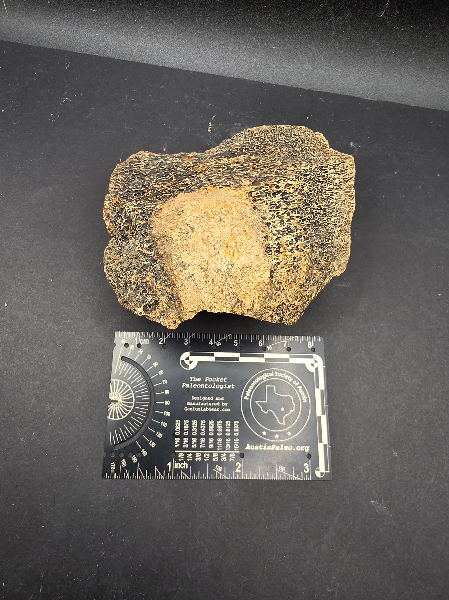 Partial Triceratops Vertebra on Stand-Montana