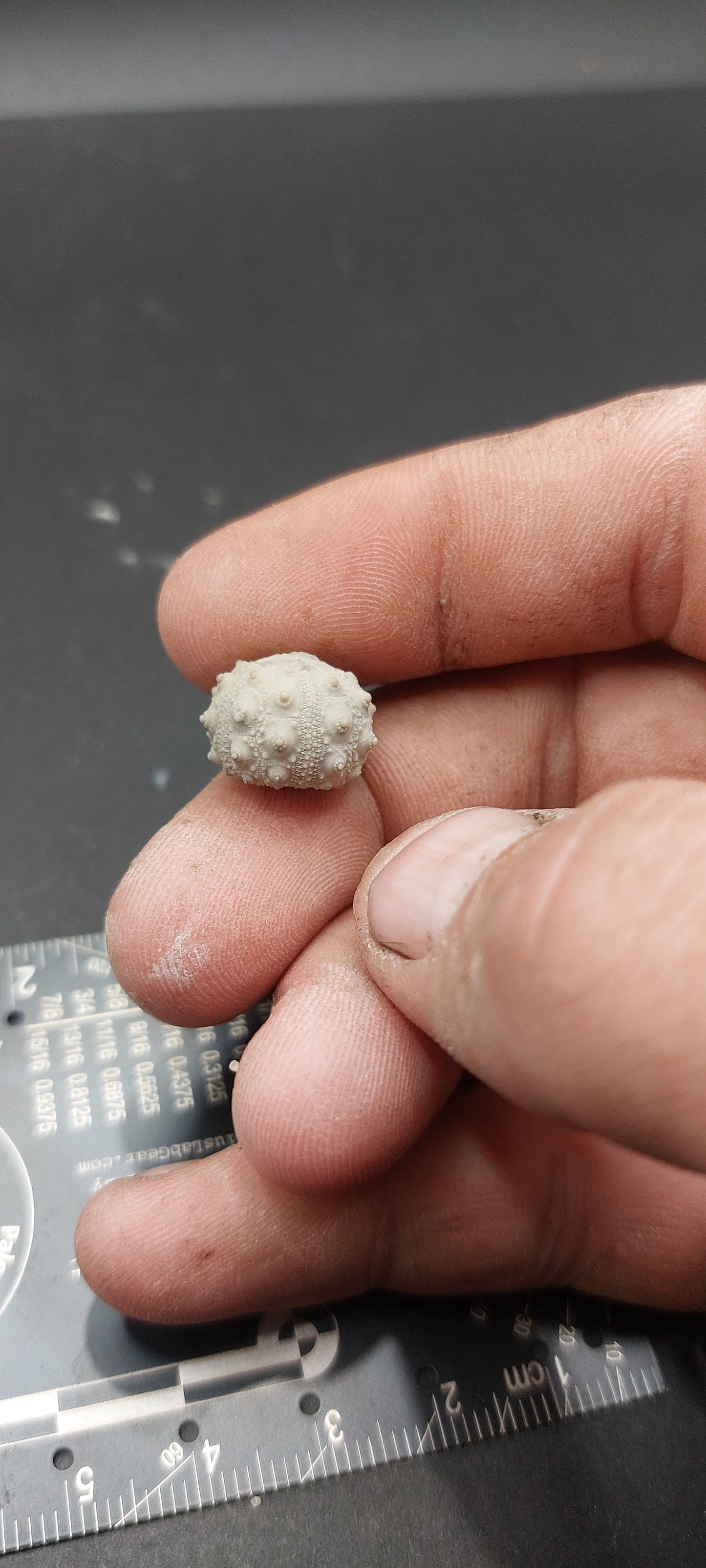 Goniophorus scotti-Texas 03