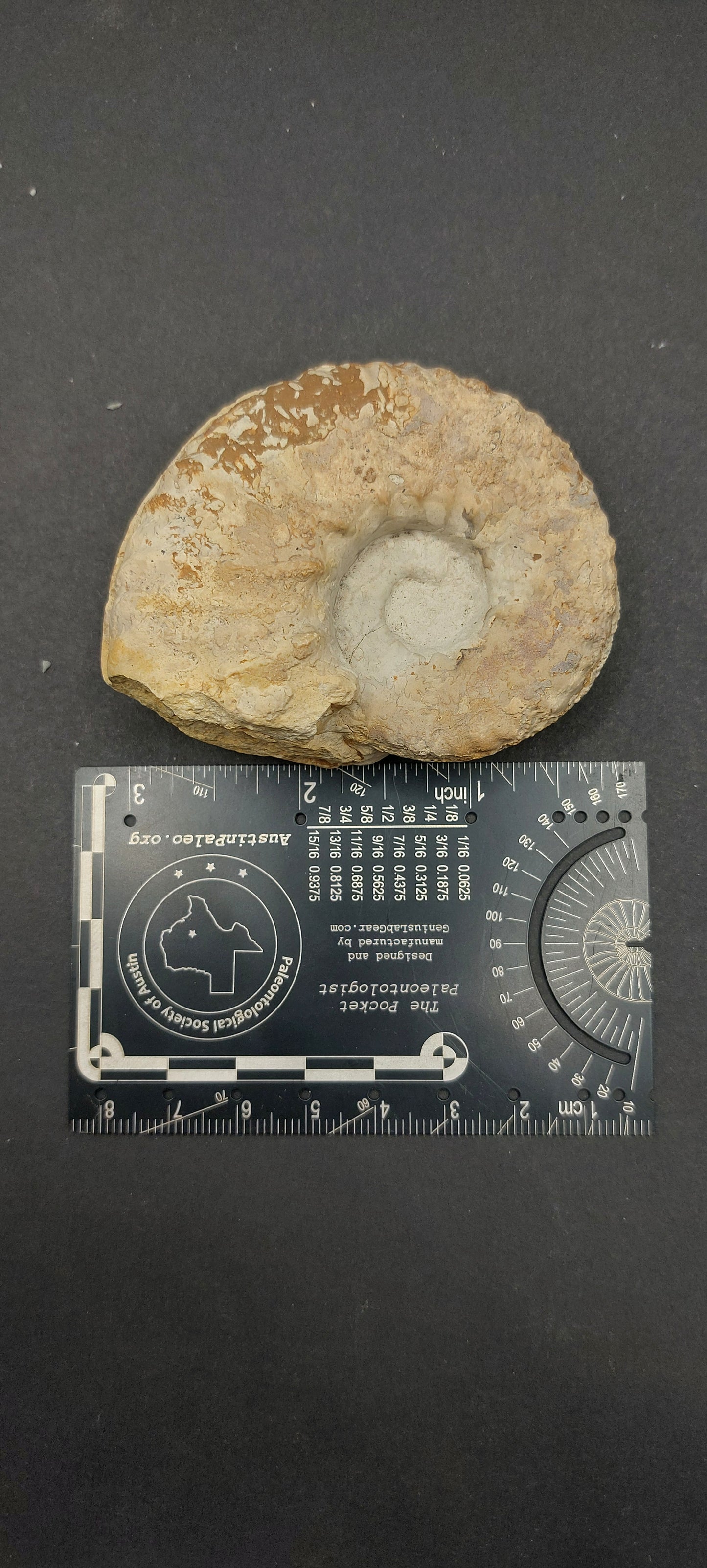 Mortoniceras (Drakeoceras) drakei-Texas 01
