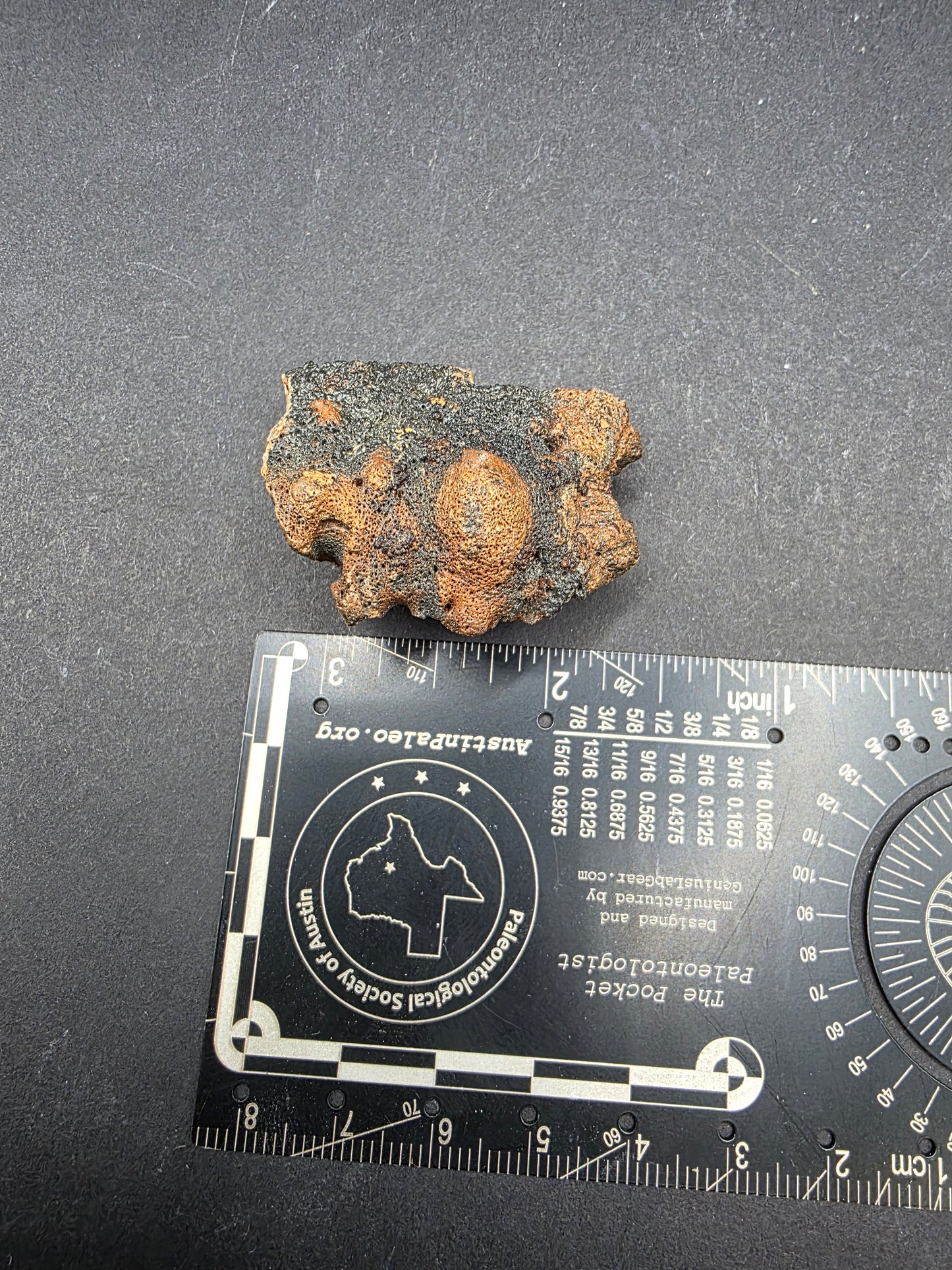 Pachycephalosaurid Skull-Texas
