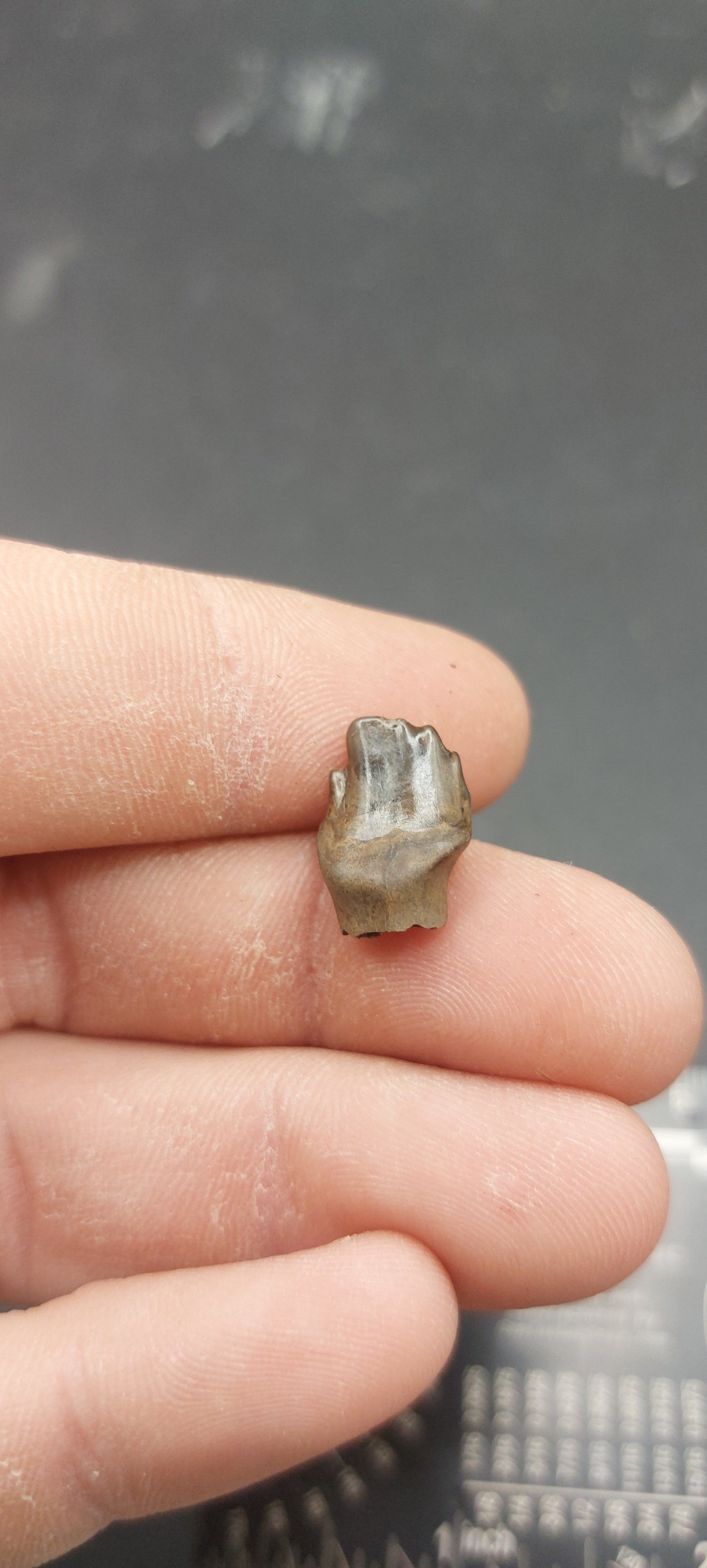 Ankylosaurus magniventris Tooth-Montana 02