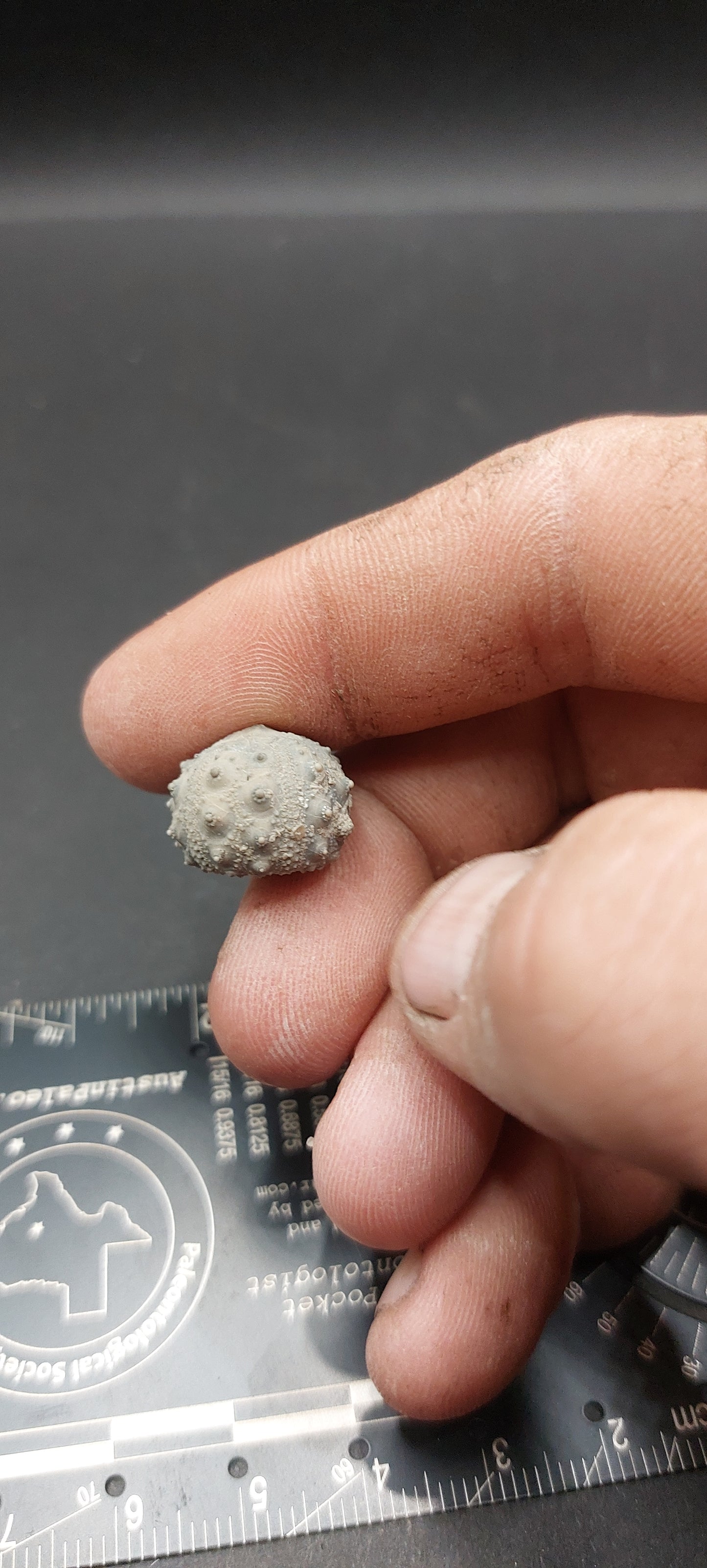 Goniophorus sp.-Texas 02