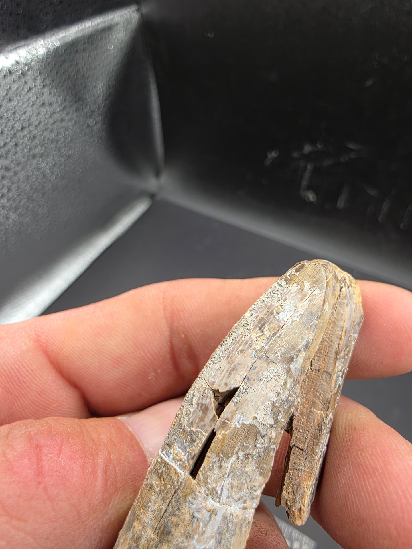 Tyrannosaurid Tooth-Texas