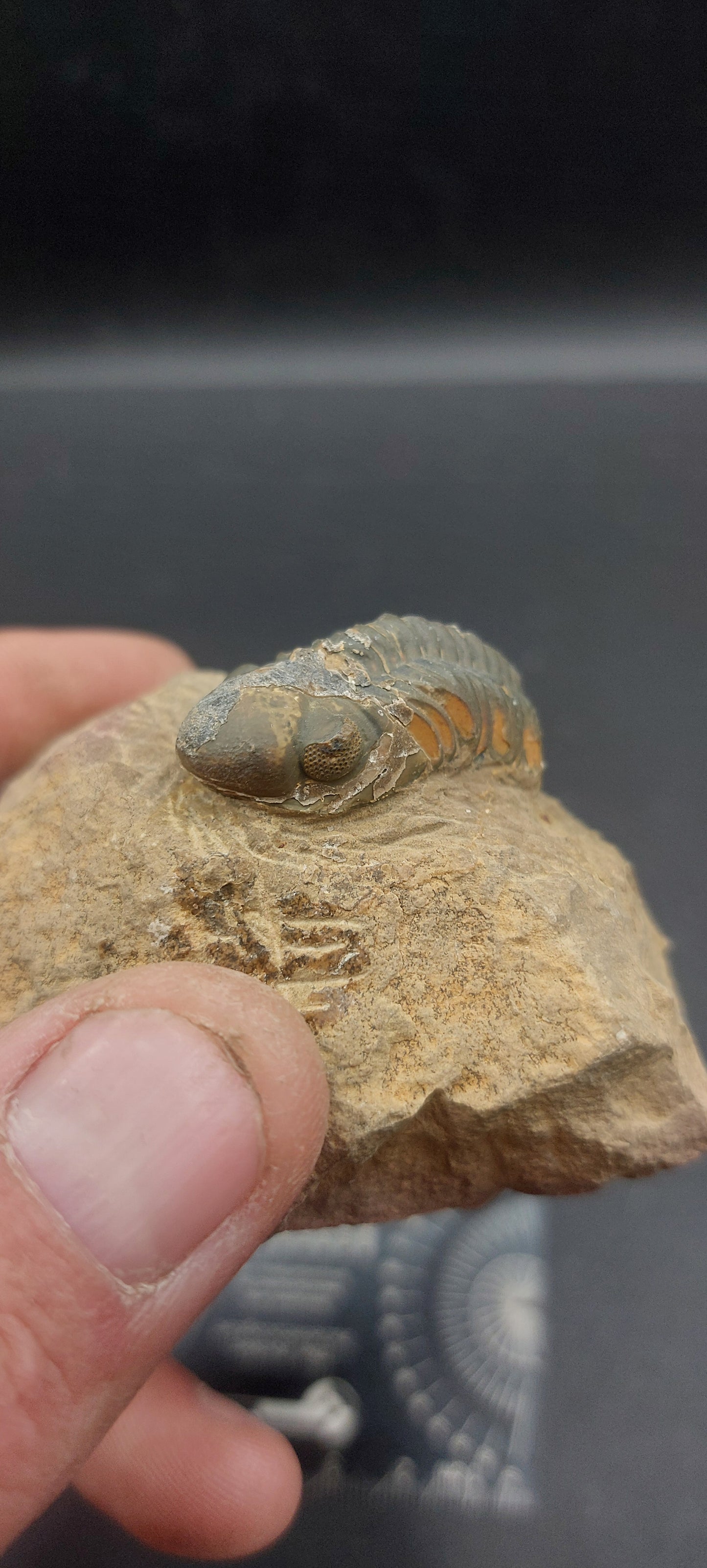 Reedops sp.-Morocco B4