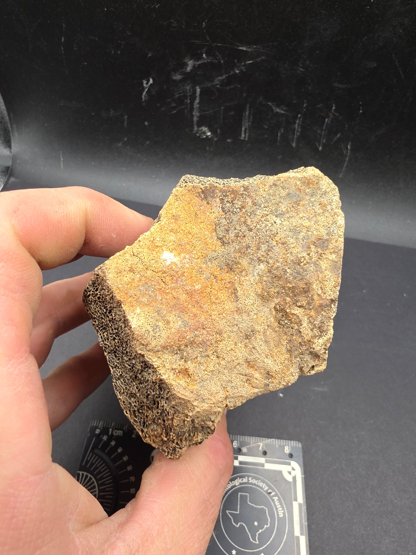 Partial Triceratops Vertebra on Stand-Montana