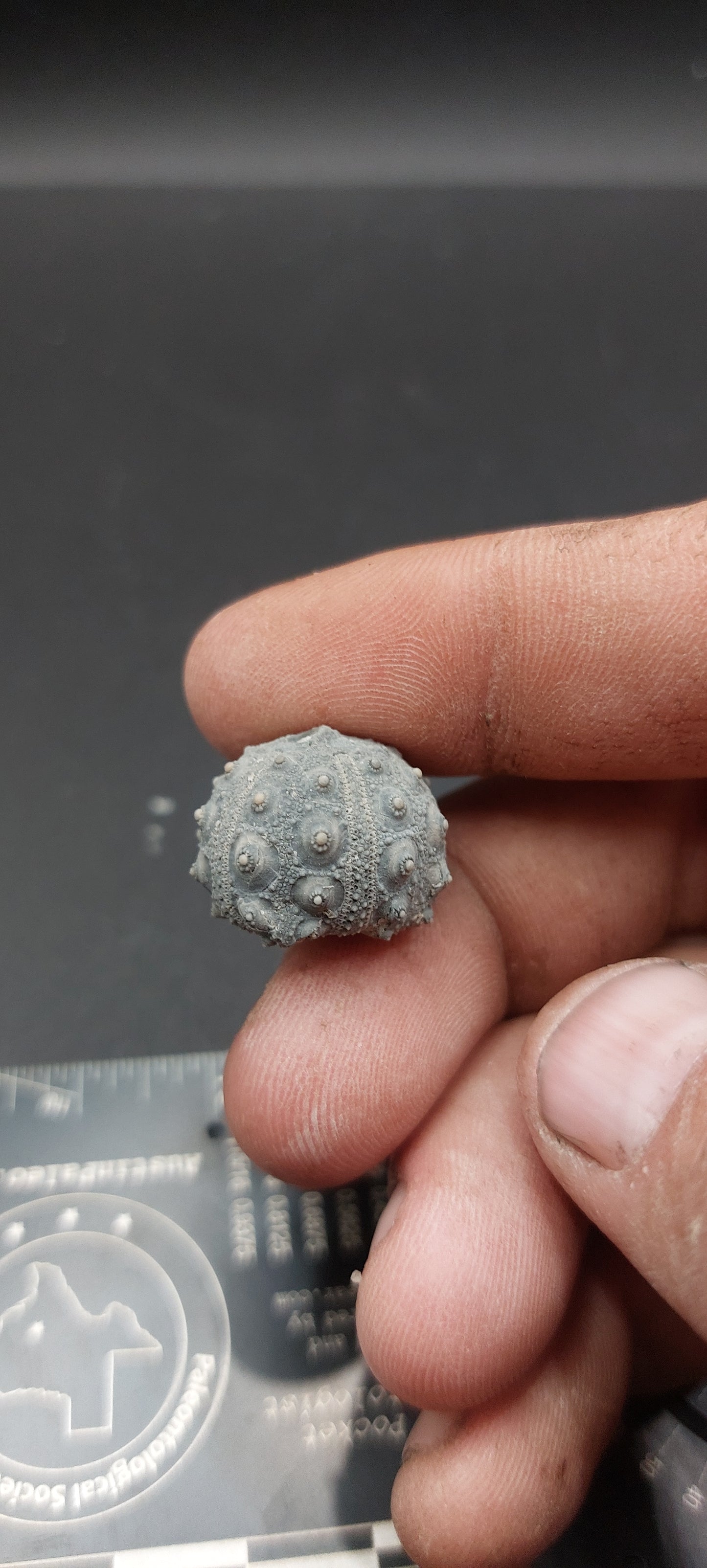 Goniophorus sp.-Texas 05