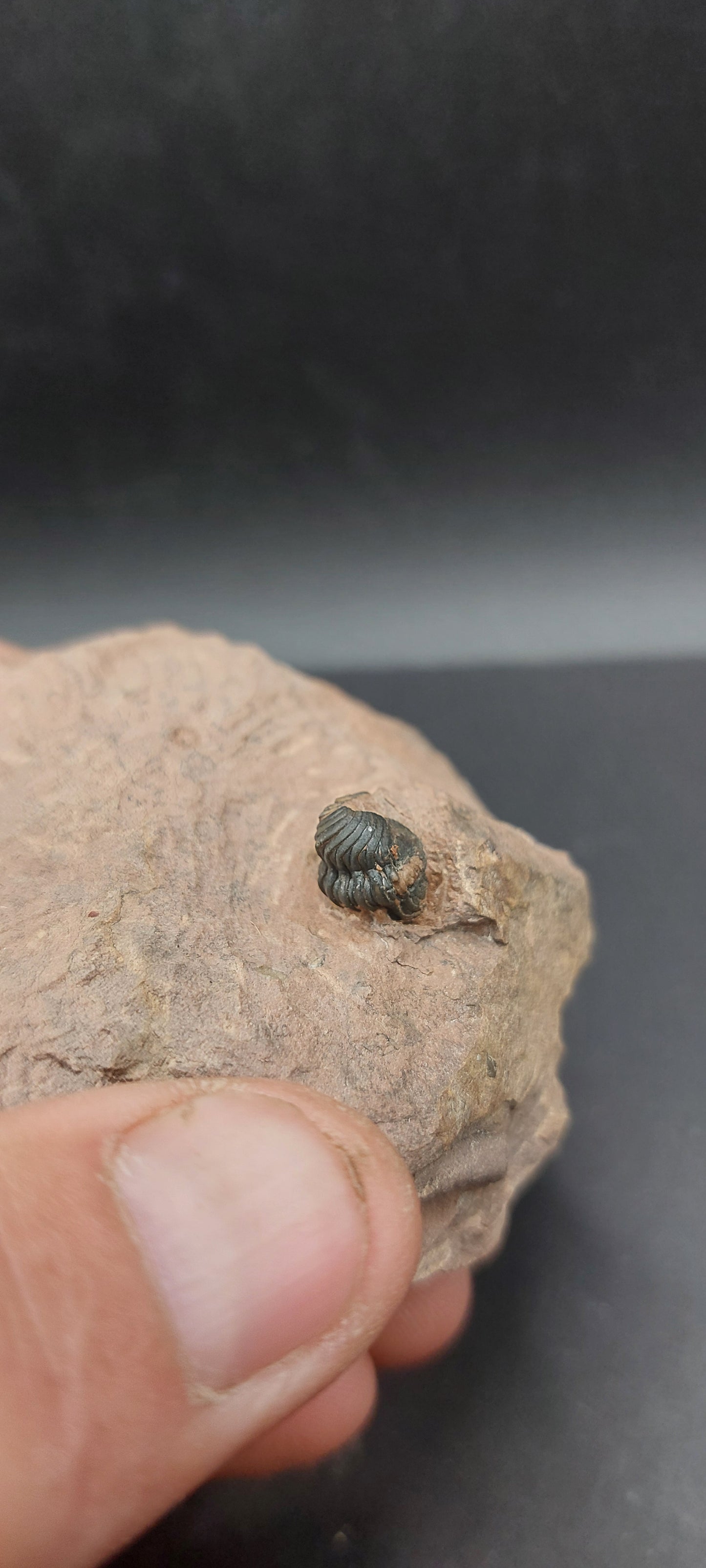 Reedops sp.-Morocco A1
