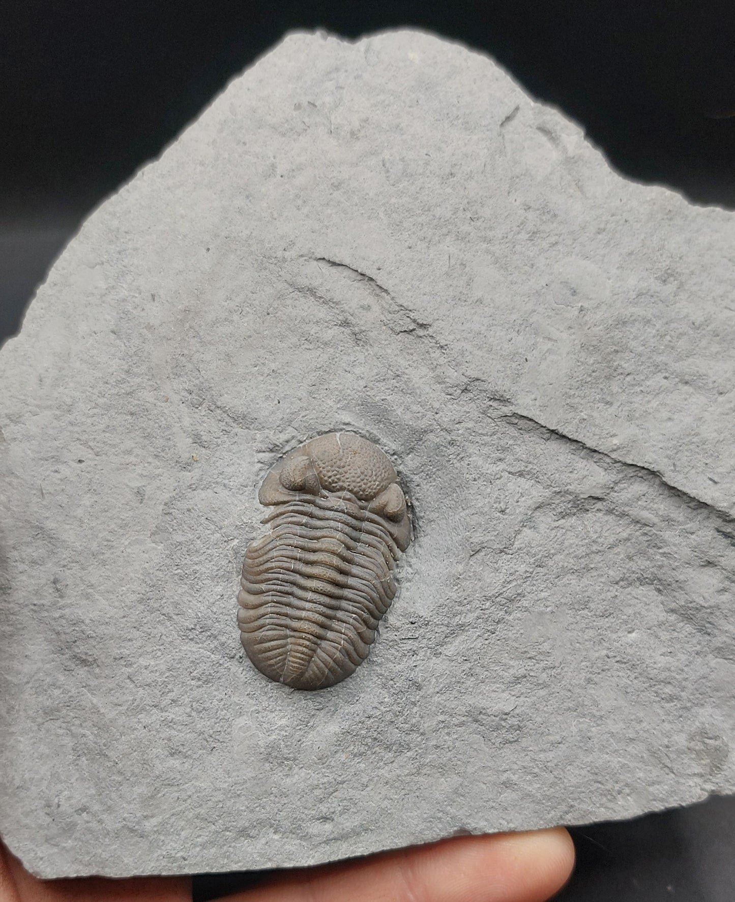 Eldredgeops crassituberculata-Ohio