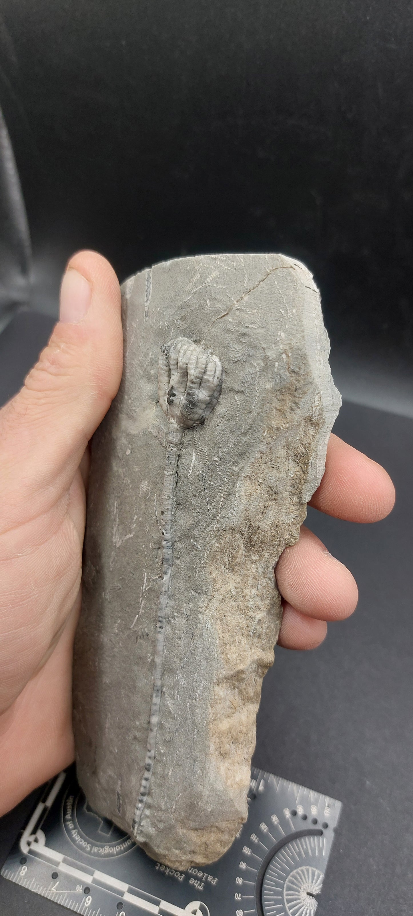 Taxocrinus colletti-Indiana