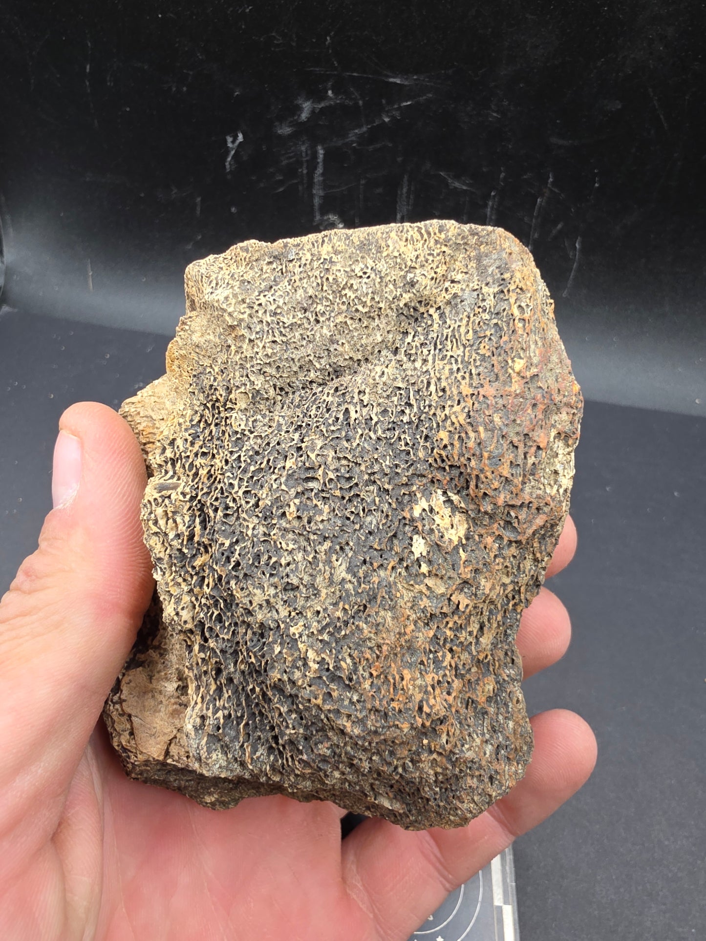 Partial Triceratops Vertebra on Stand-Montana