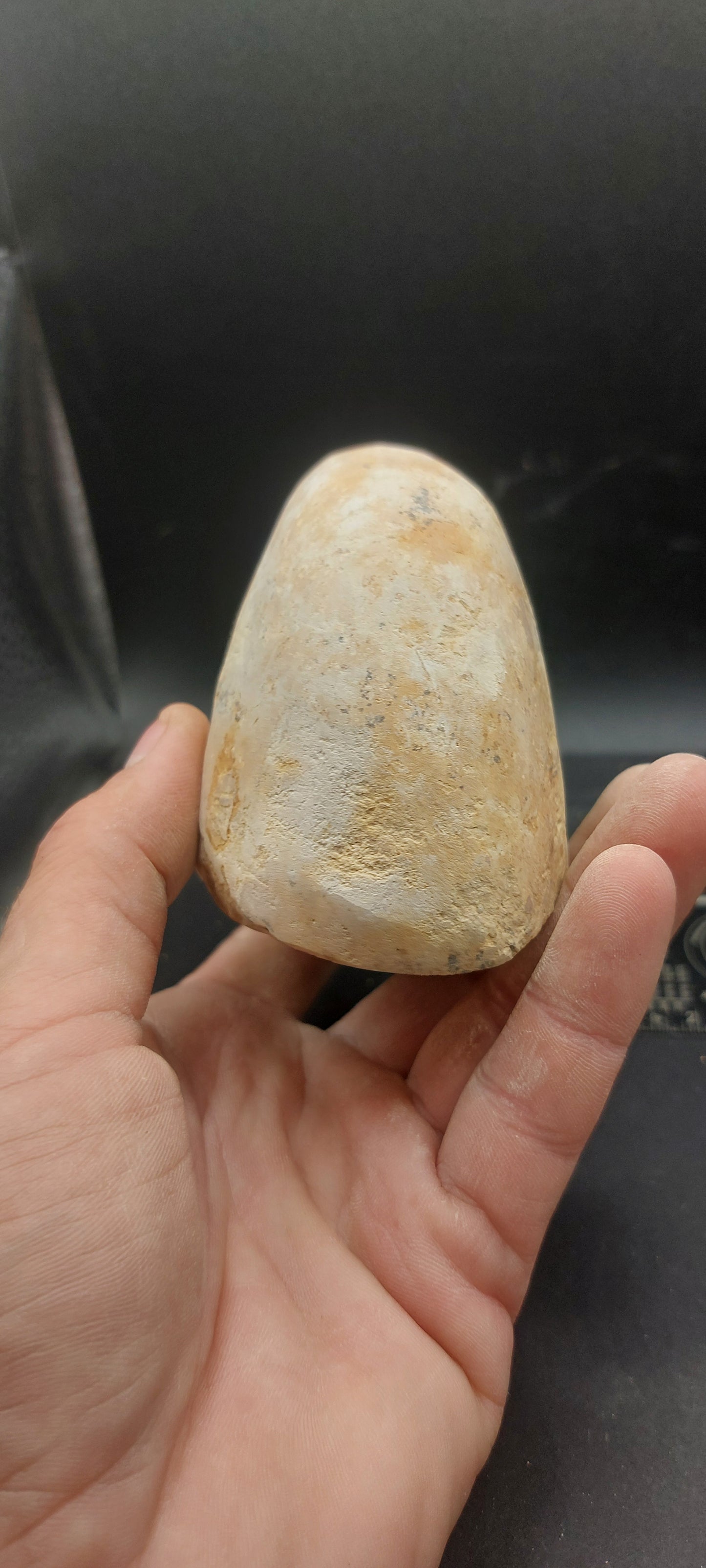 Cymatoceras texanum-Texas 03