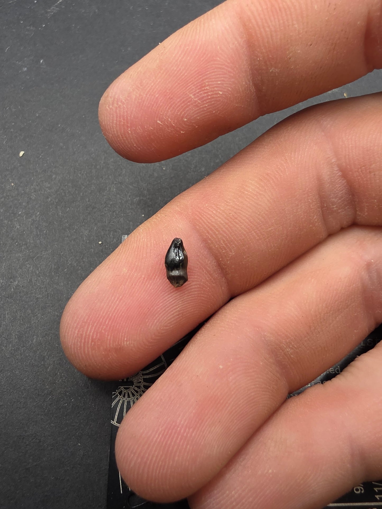 Thescelosaurus Tooth-Montana 03