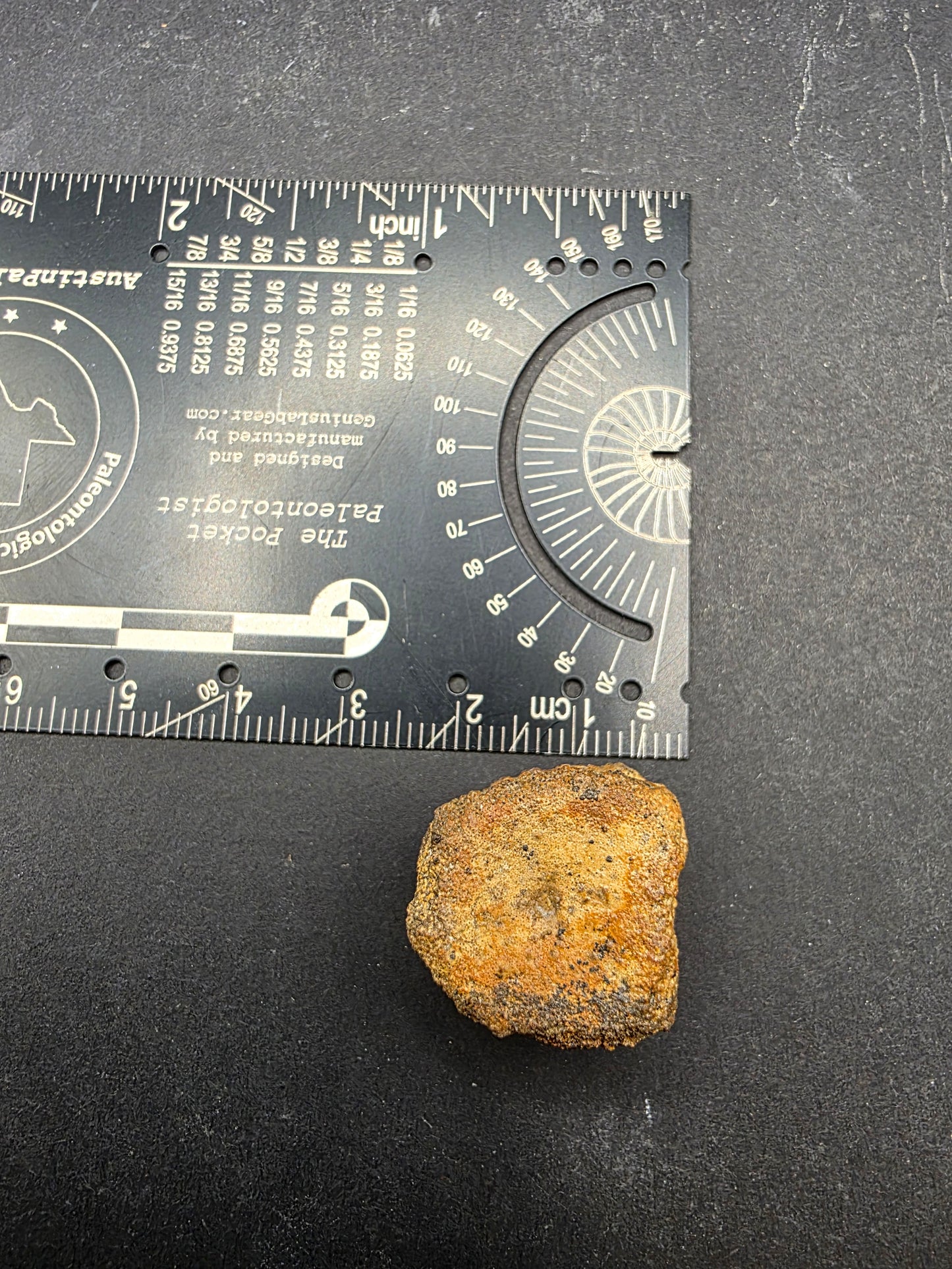 Hadrosaur Caudal (Tail) Vertebra-Texas