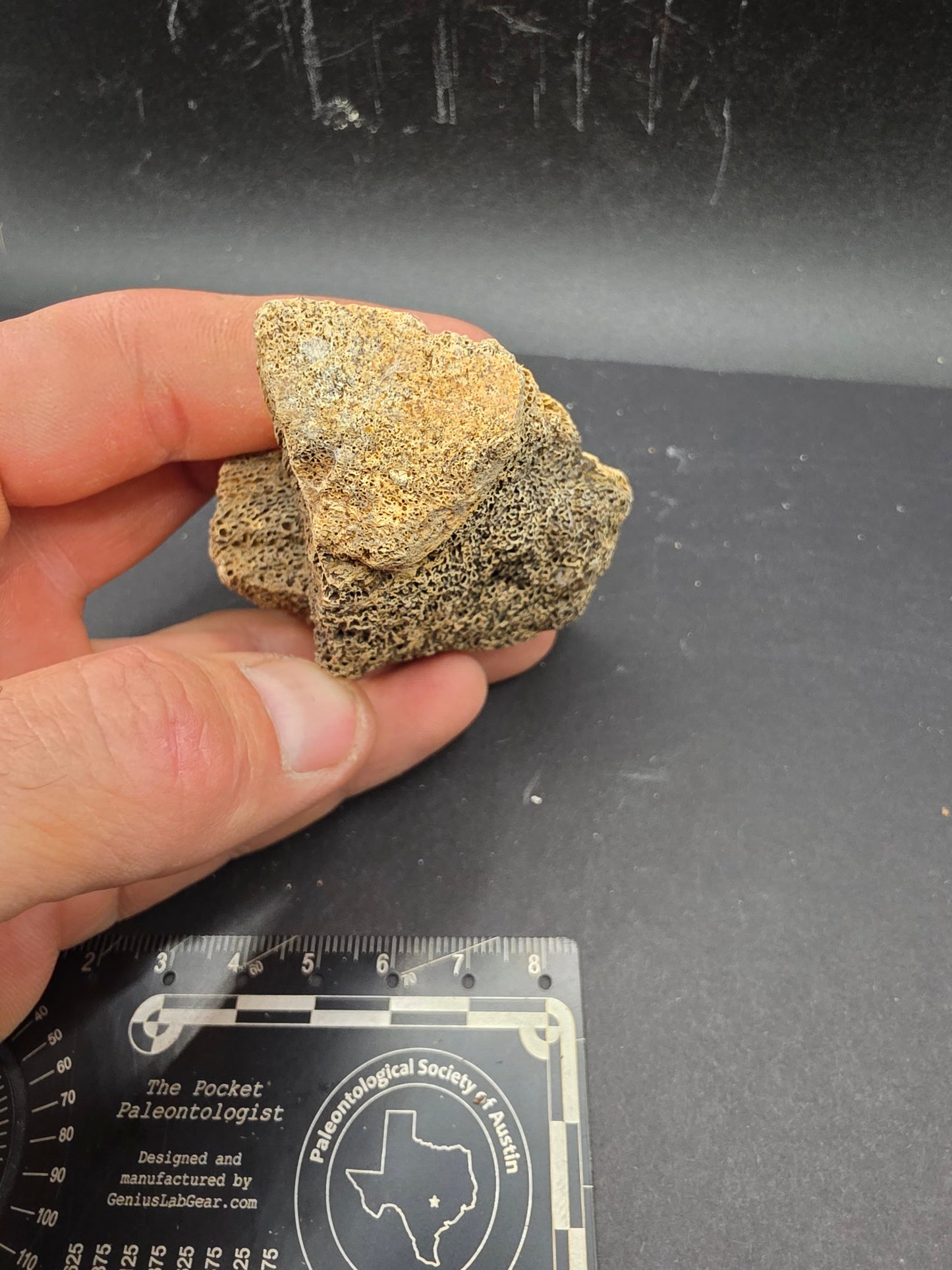 Partial Hadrosaur Vertebra on Stand-Montana