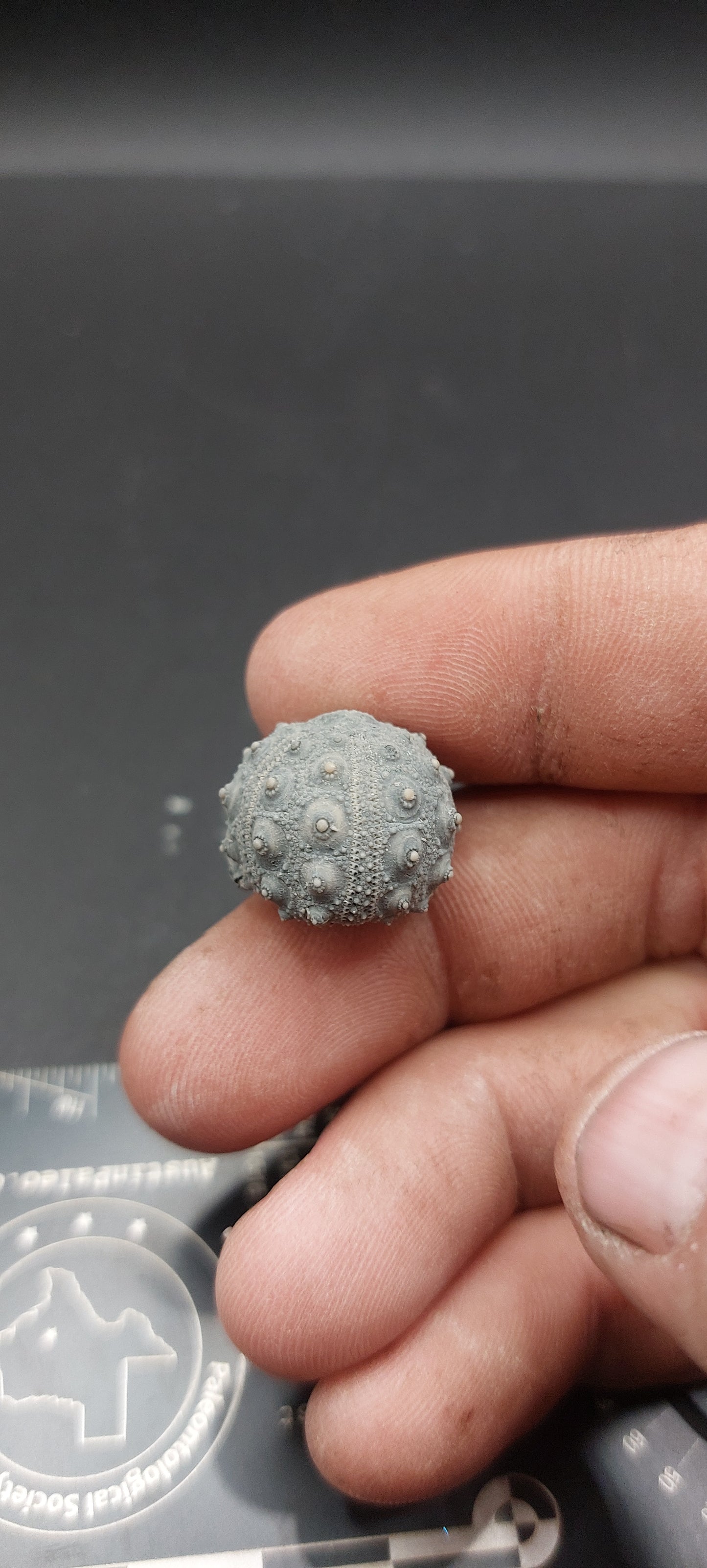 Goniophorus sp.-Texas 05