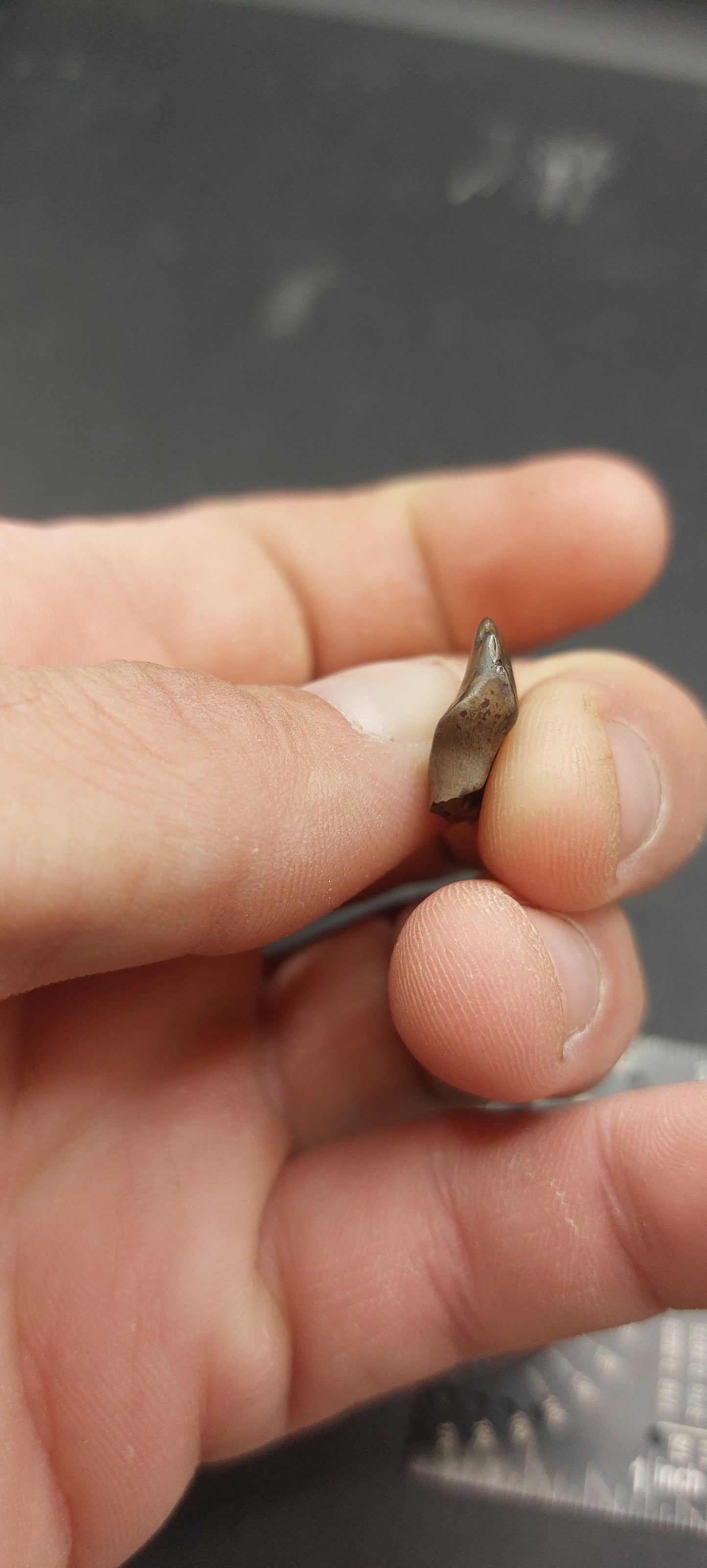 Ankylosaurus magniventris Tooth-Montana 02