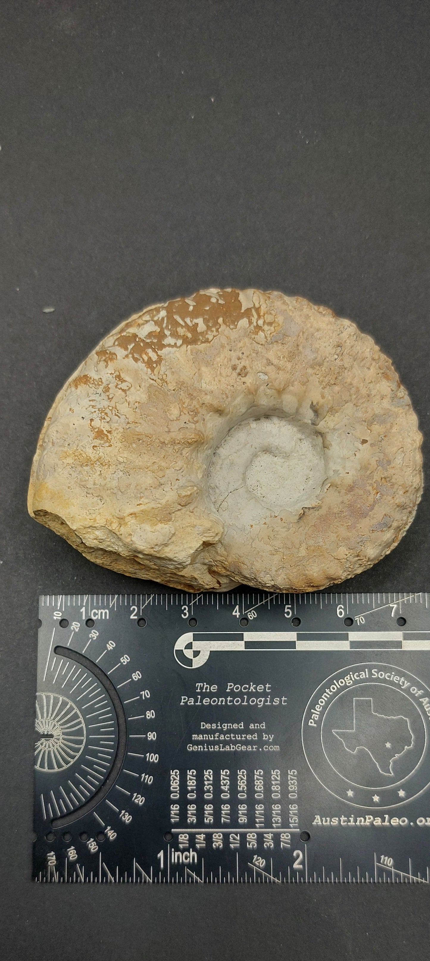 Mortoniceras (Drakeoceras) drakei-Texas 01