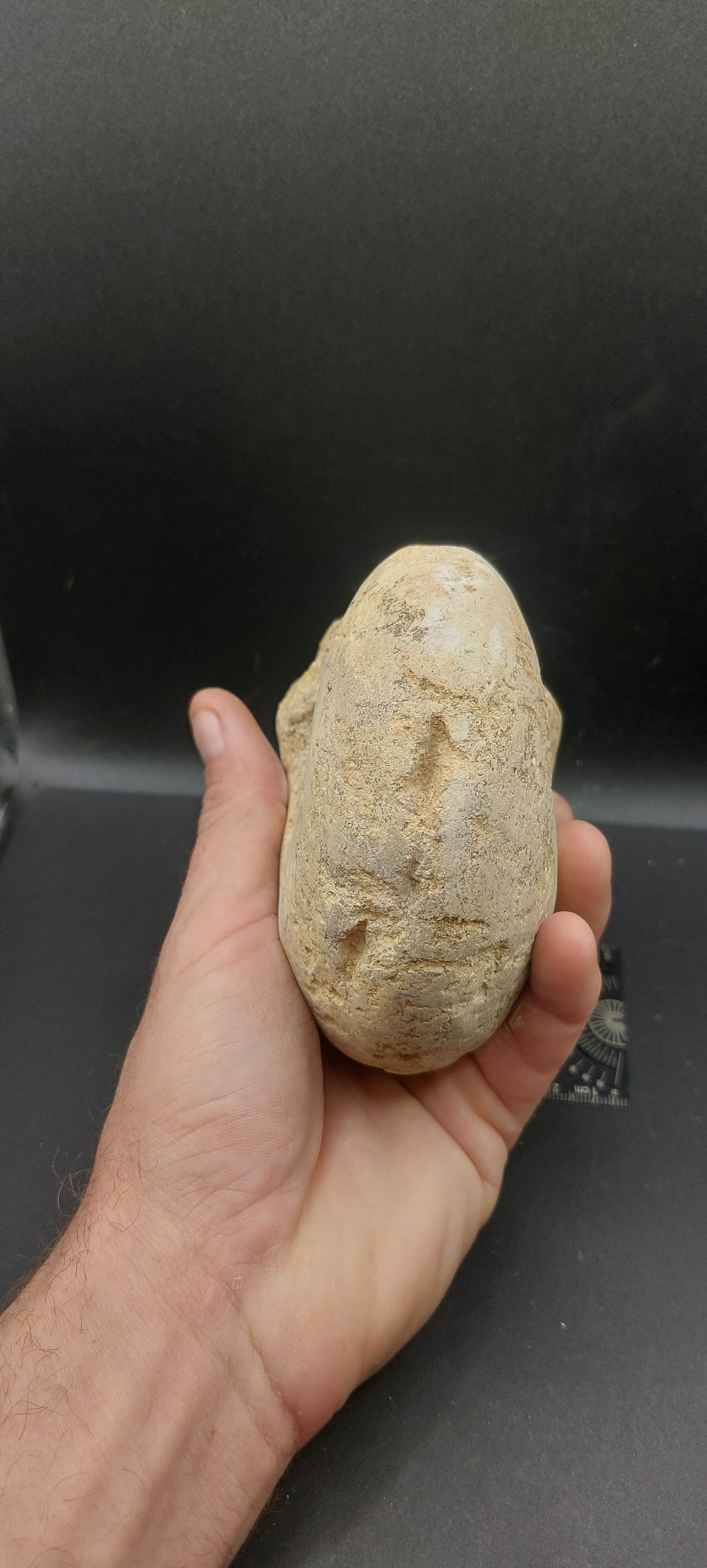Cymatoceras texanum-Texas 01