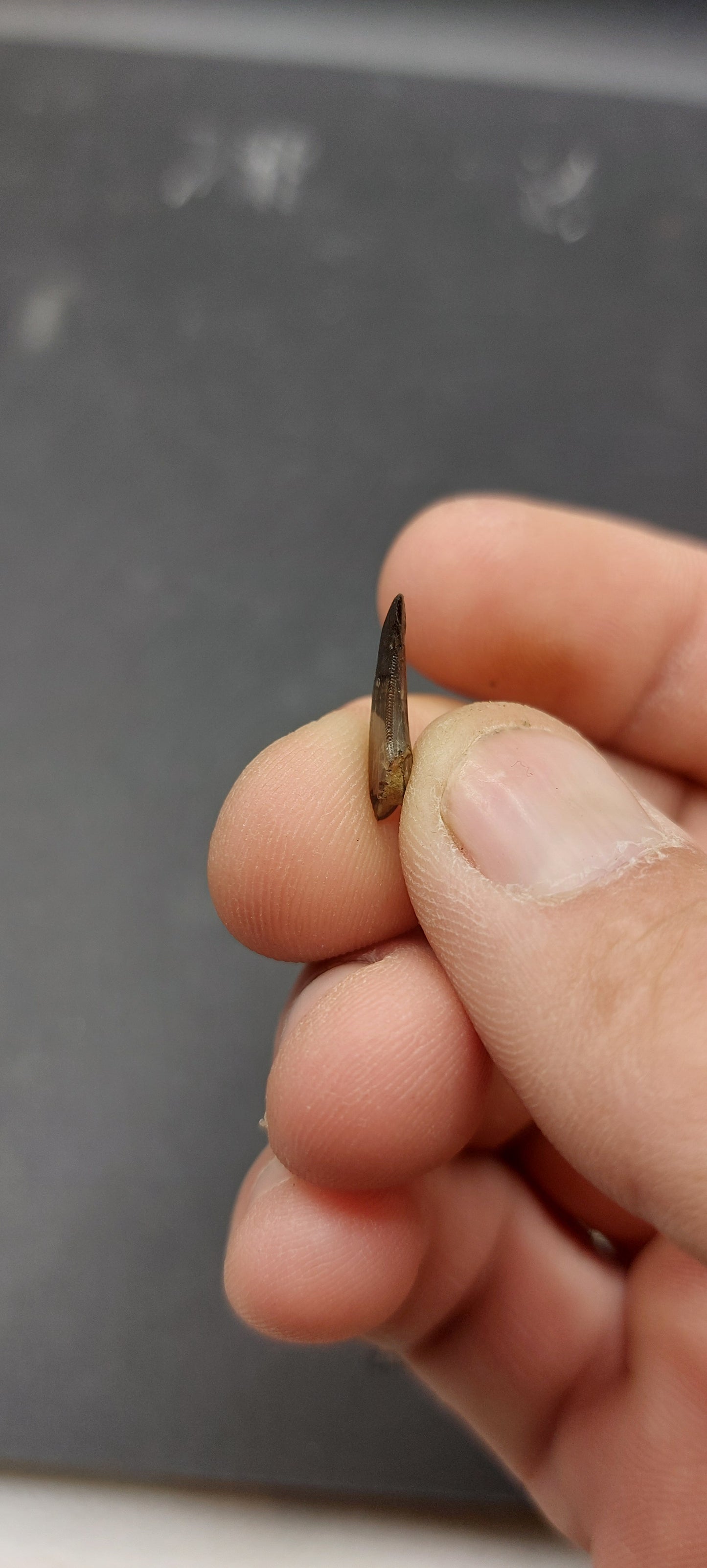 Ricardoestesia sp. Tooth-Montana