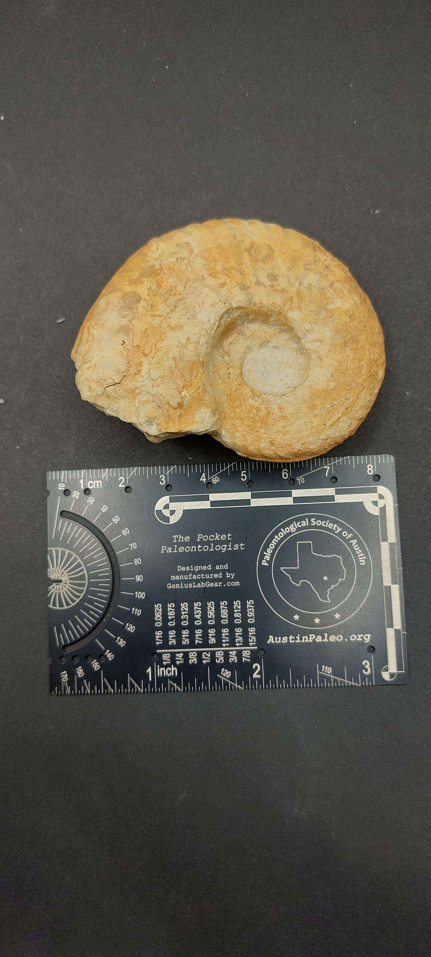 Mortoniceras (Drakeoceras) drakei-Texas 04