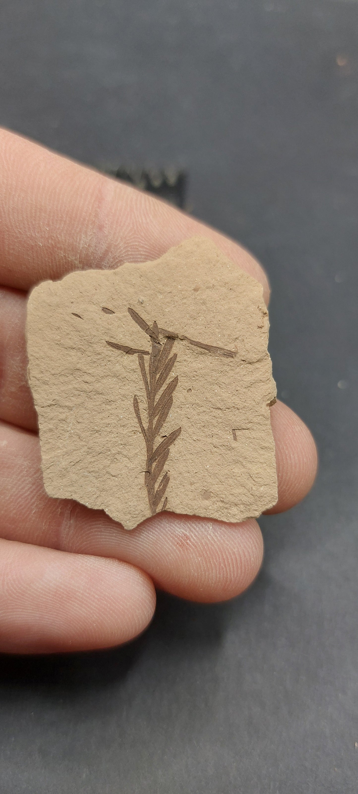 Metasequoia Leaf-Montana 06