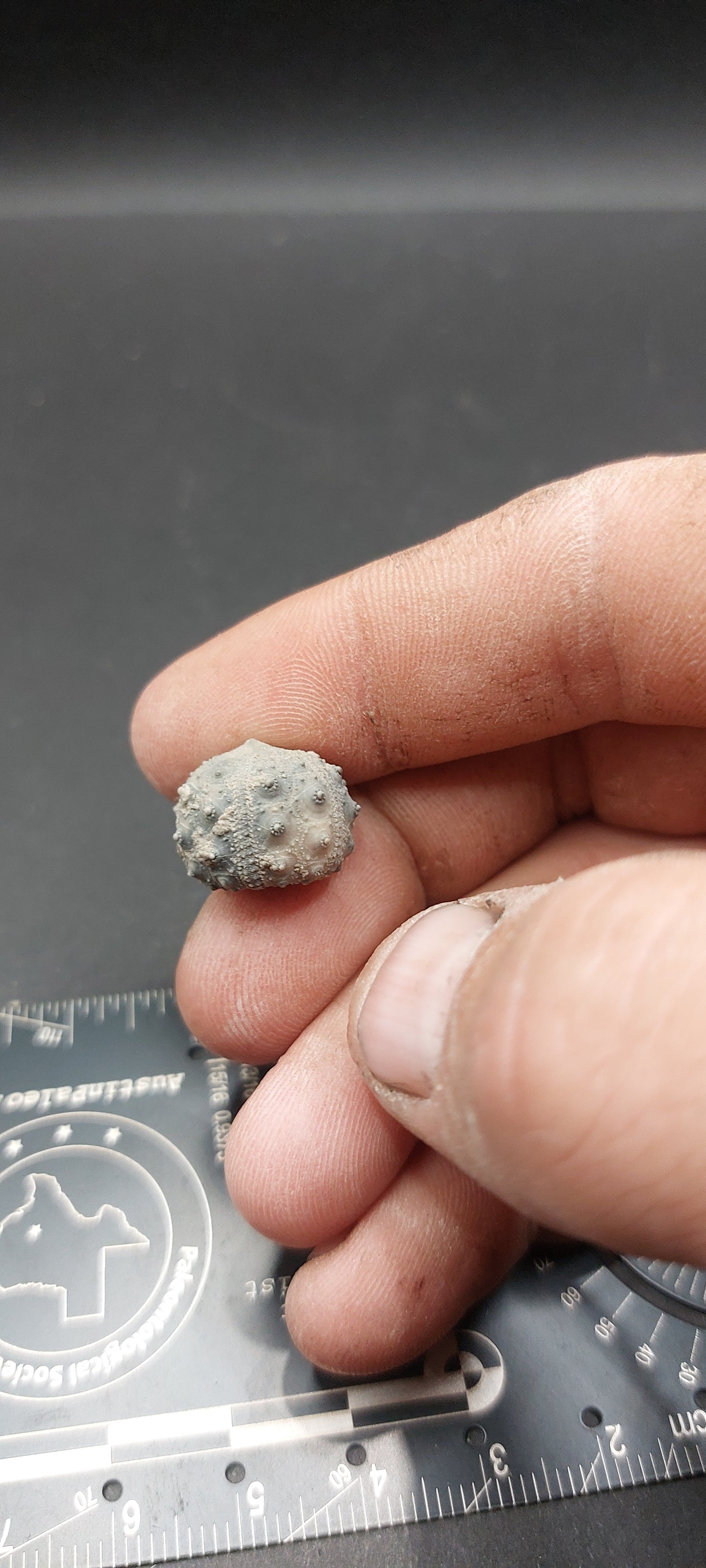 Goniophorus sp.-Texas 02