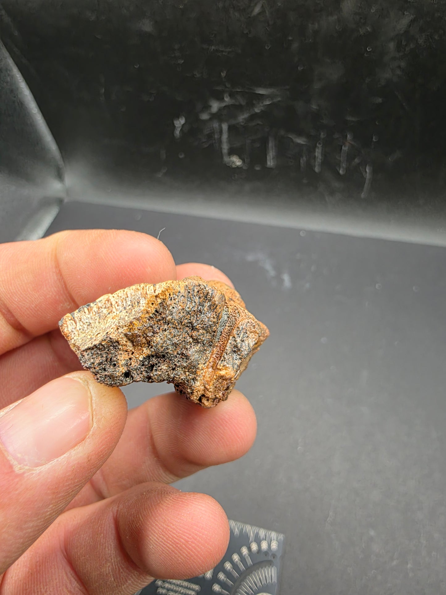 Pachycephalosaurid Skull-Texas