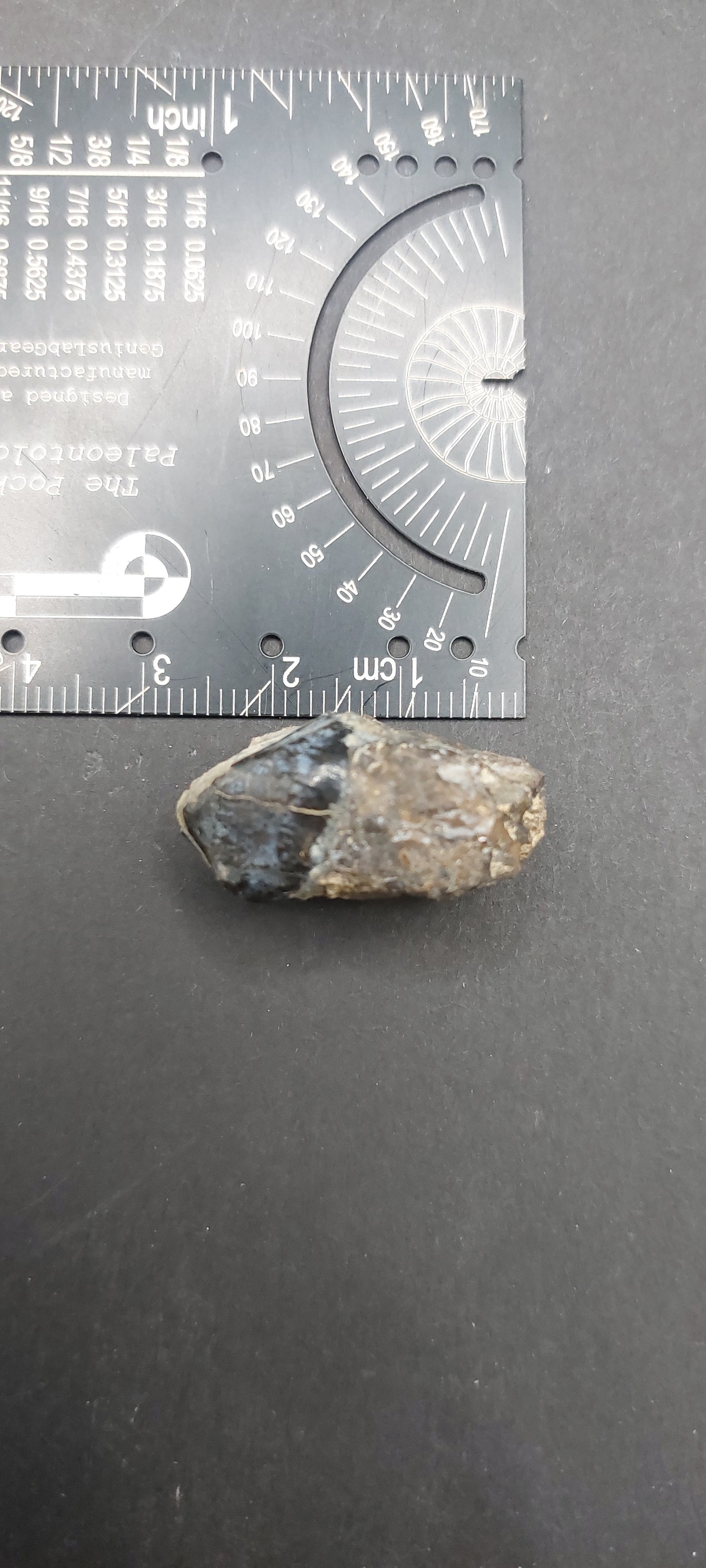 Coryphodon sp. Tooth-Wyoming 02
