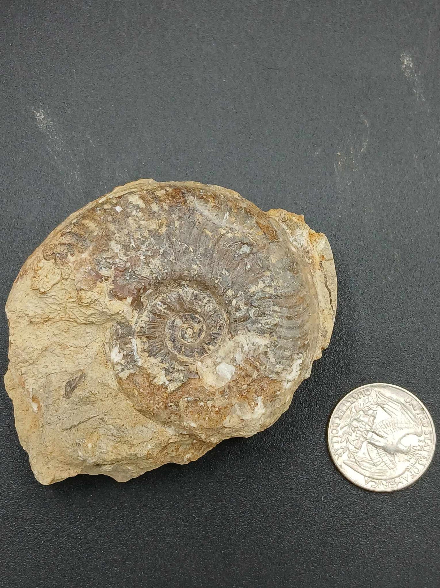 Leioceras-England 001