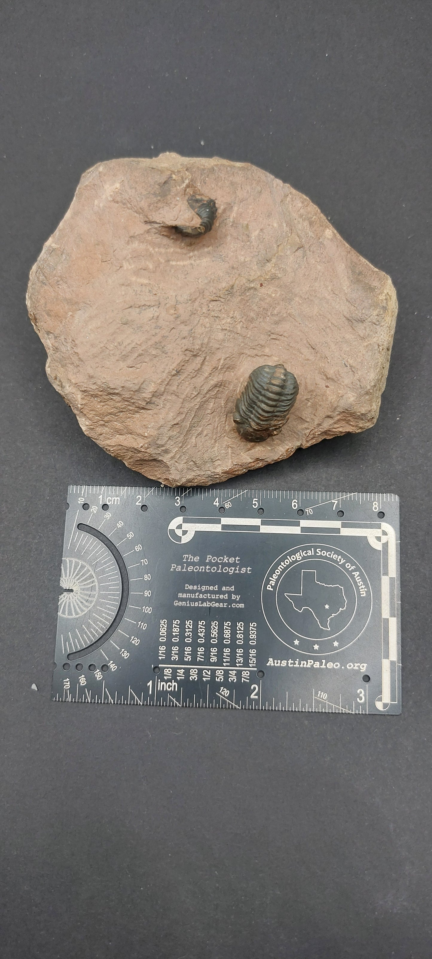 Reedops sp.-Morocco A1