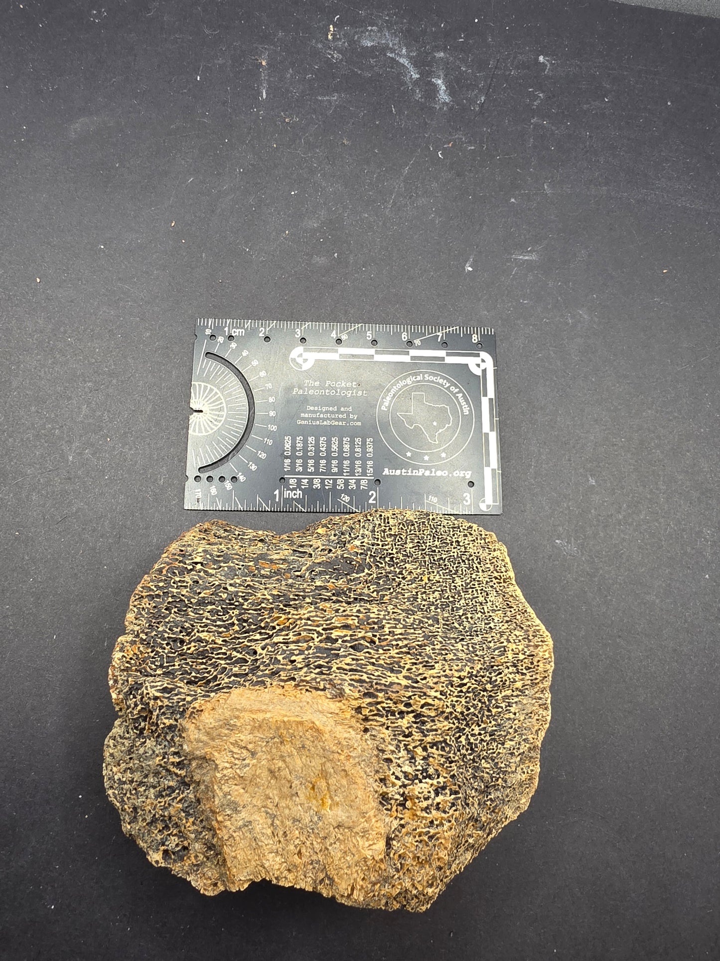 Partial Triceratops Vertebra on Stand-Montana