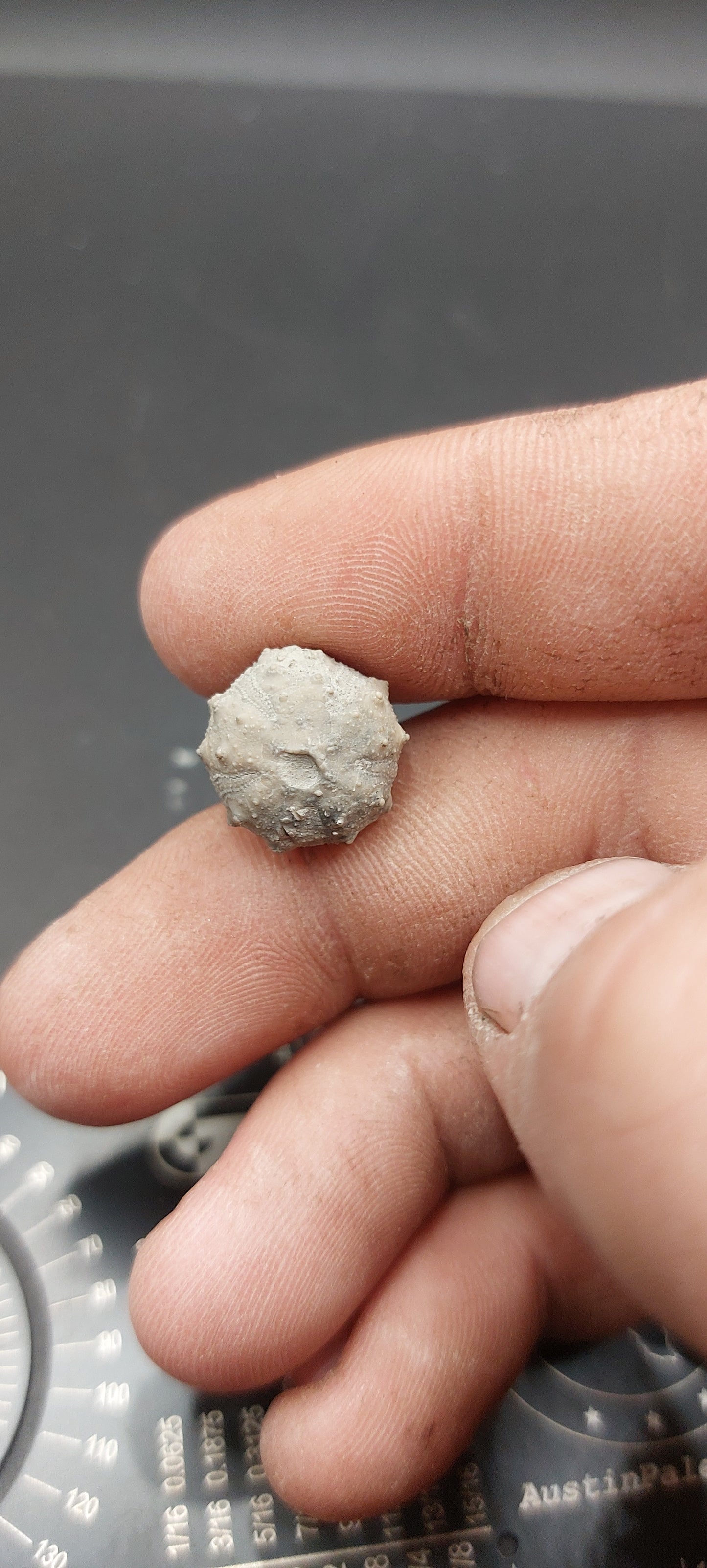 Goniophorus sp.-Texas 06
