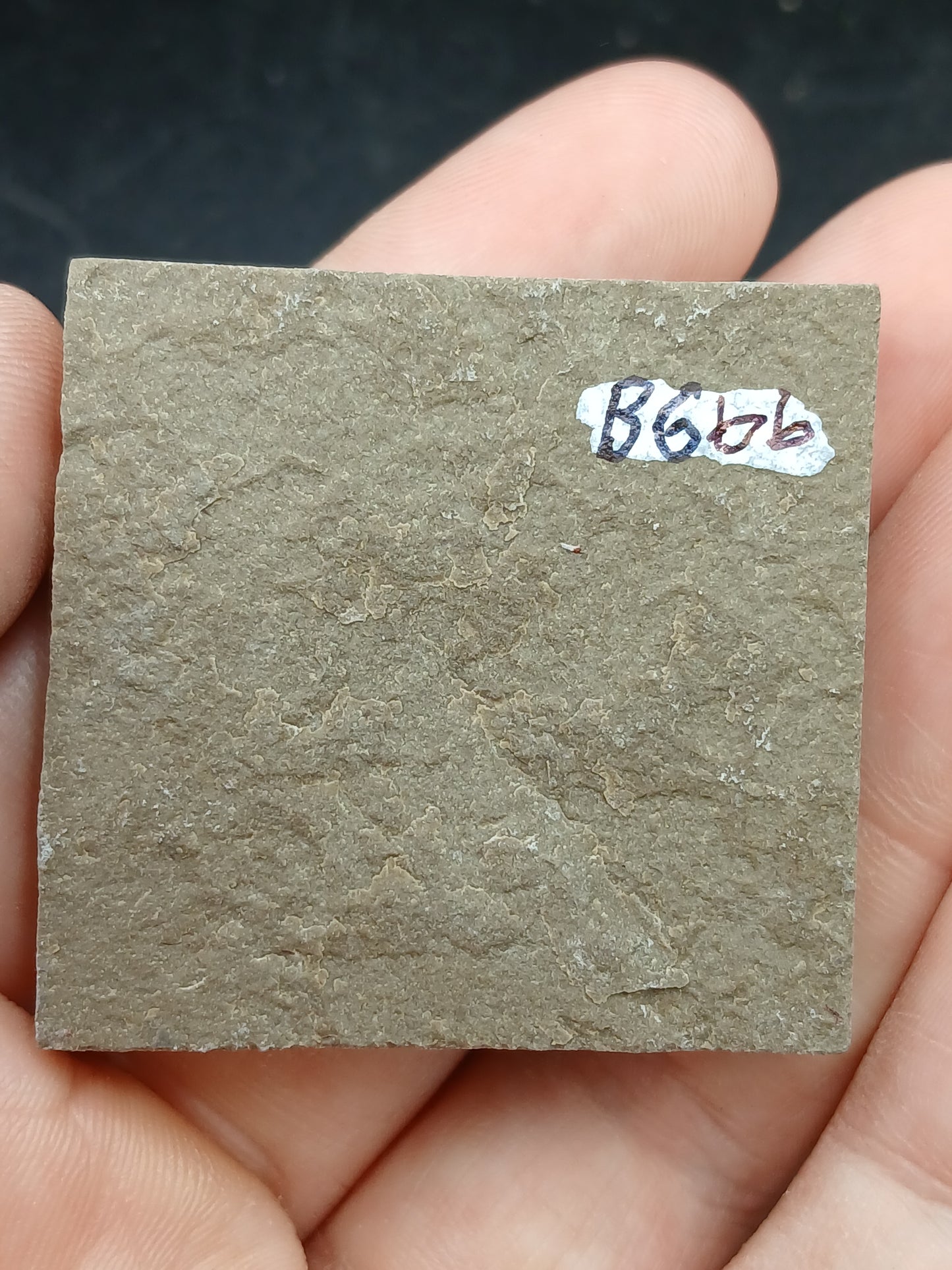 Anthracoceras beargulchensis-Montana-BG66