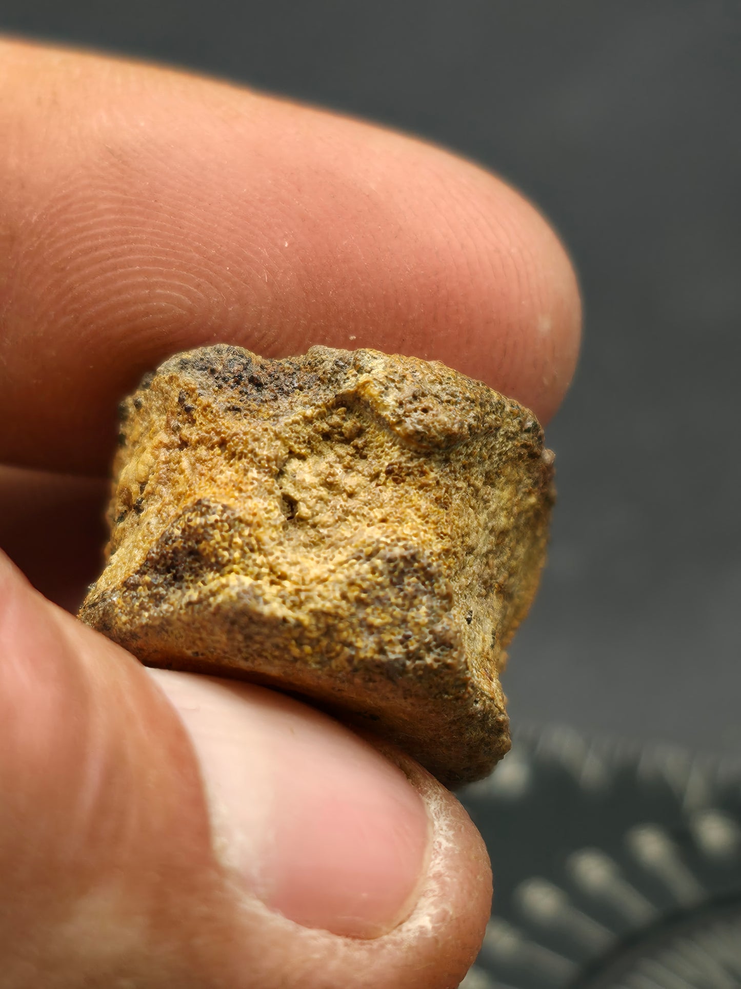 Hadrosaur Caudal (Tail) Vertebra-Texas
