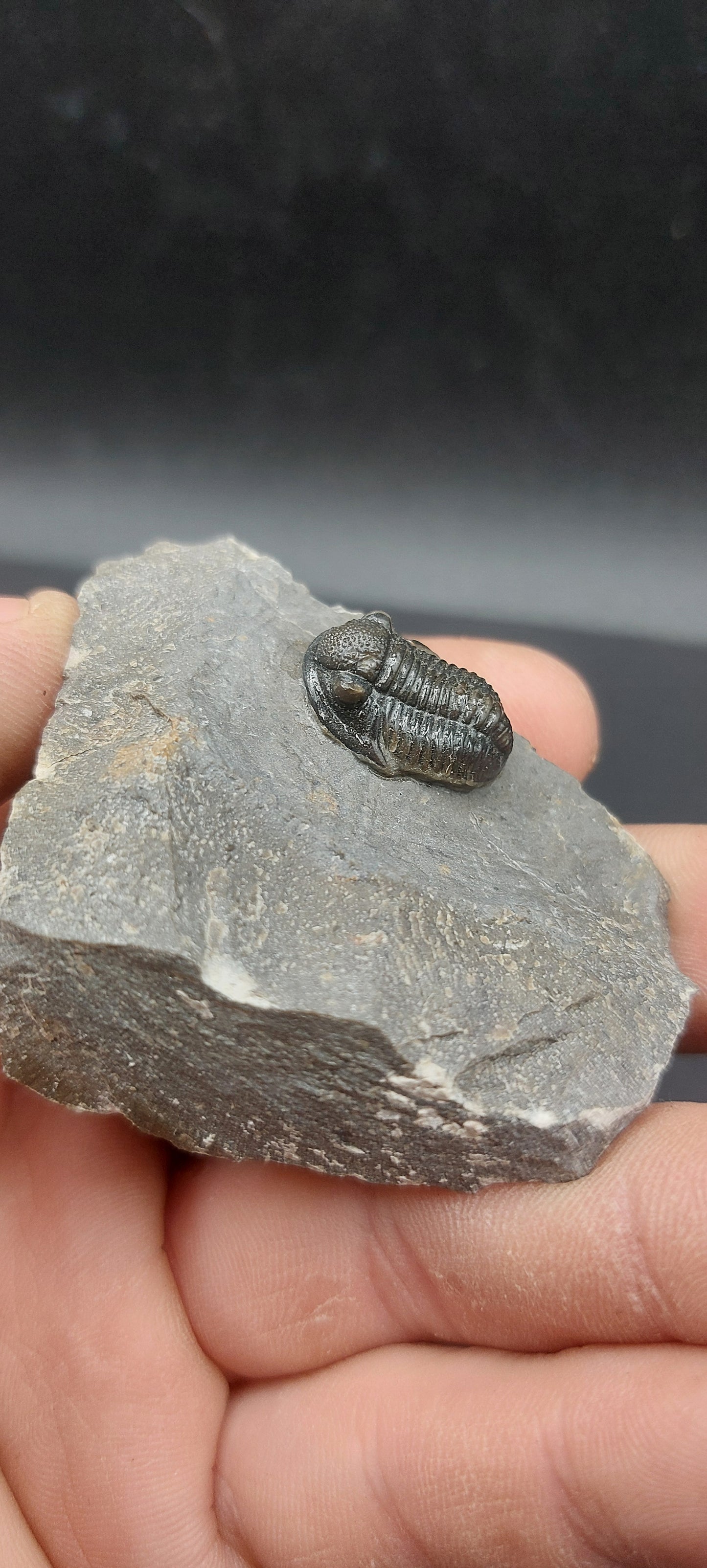 Gerastos sp.-Morocco 02