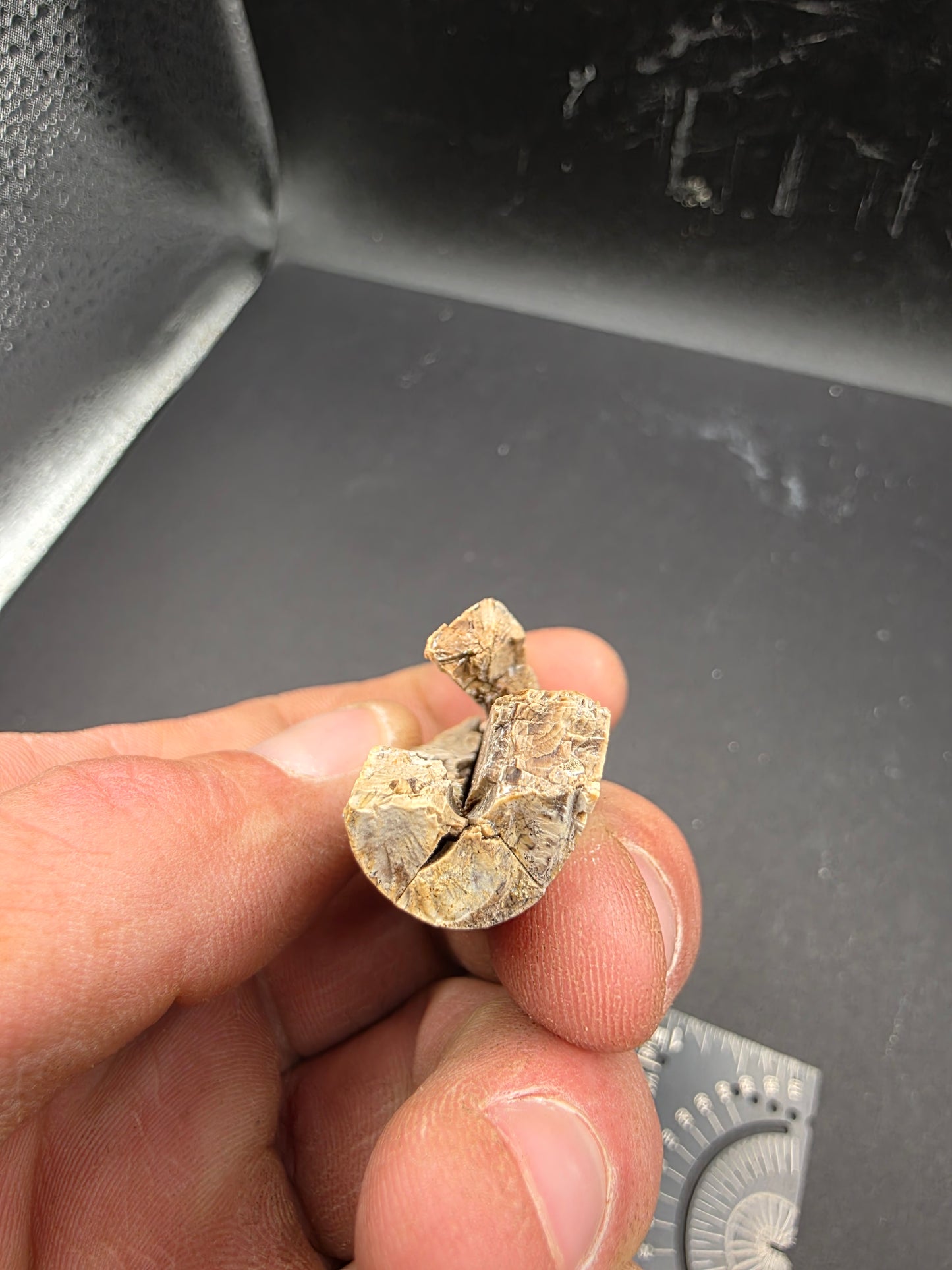 Tyrannosaurid Tooth-Texas