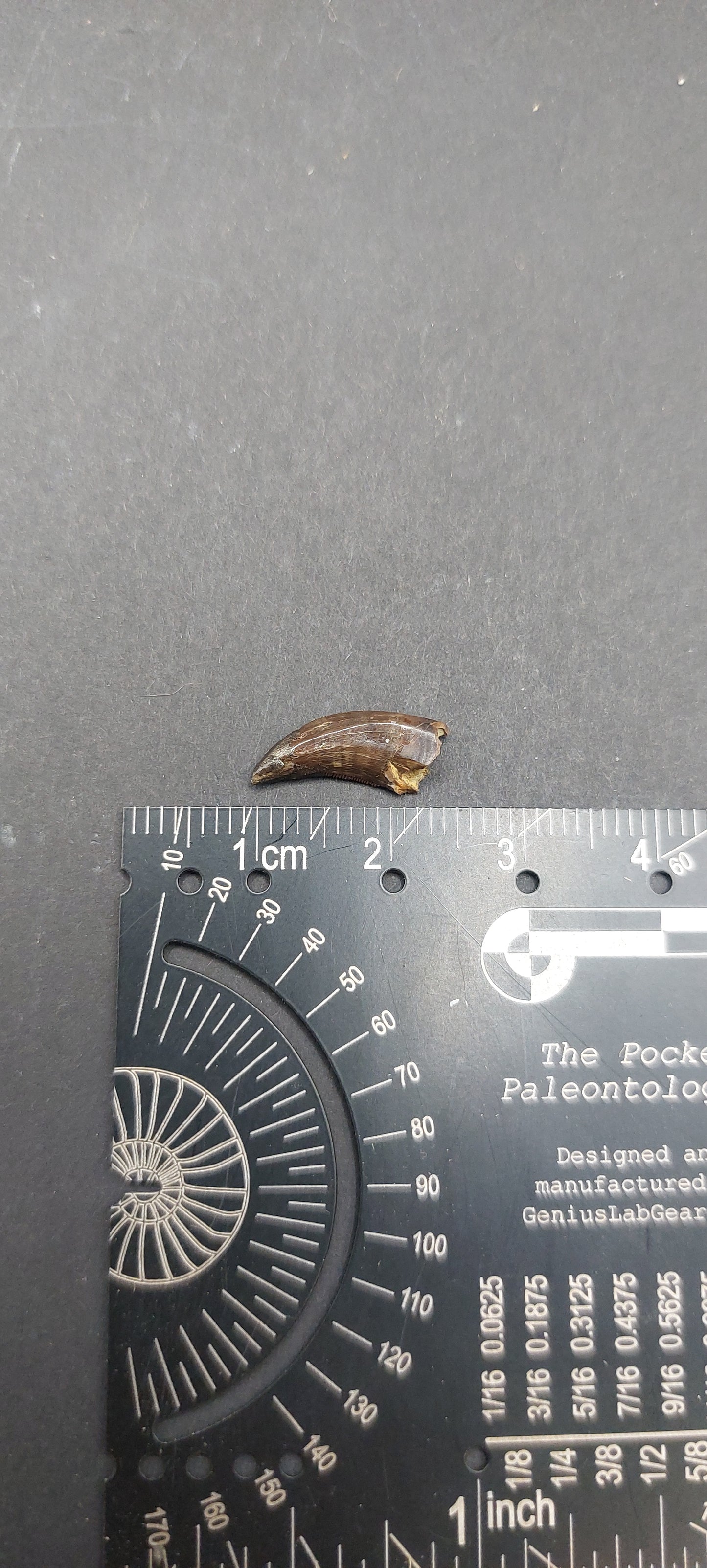 Ricardoestesia sp. Tooth-Montana