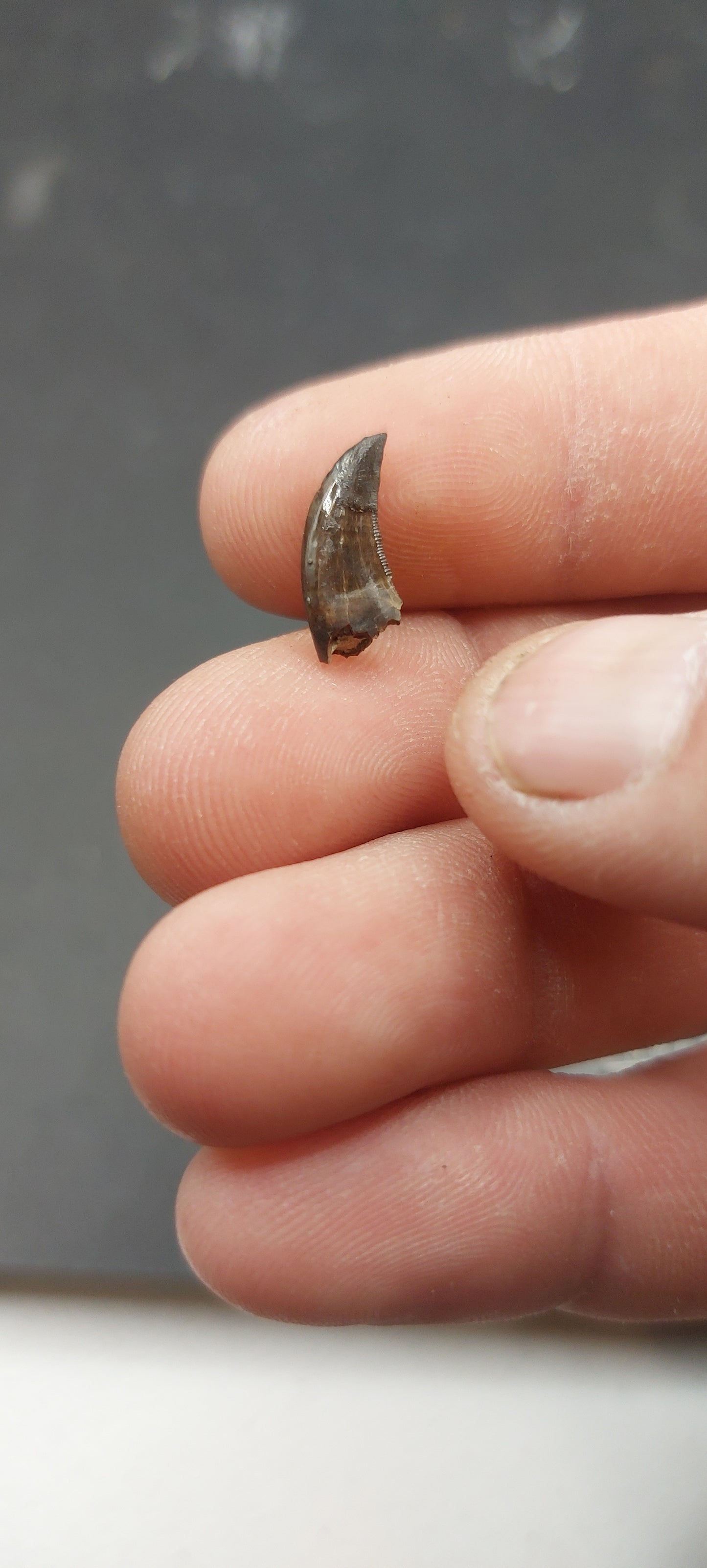 Ricardoestesia sp. Tooth-Montana