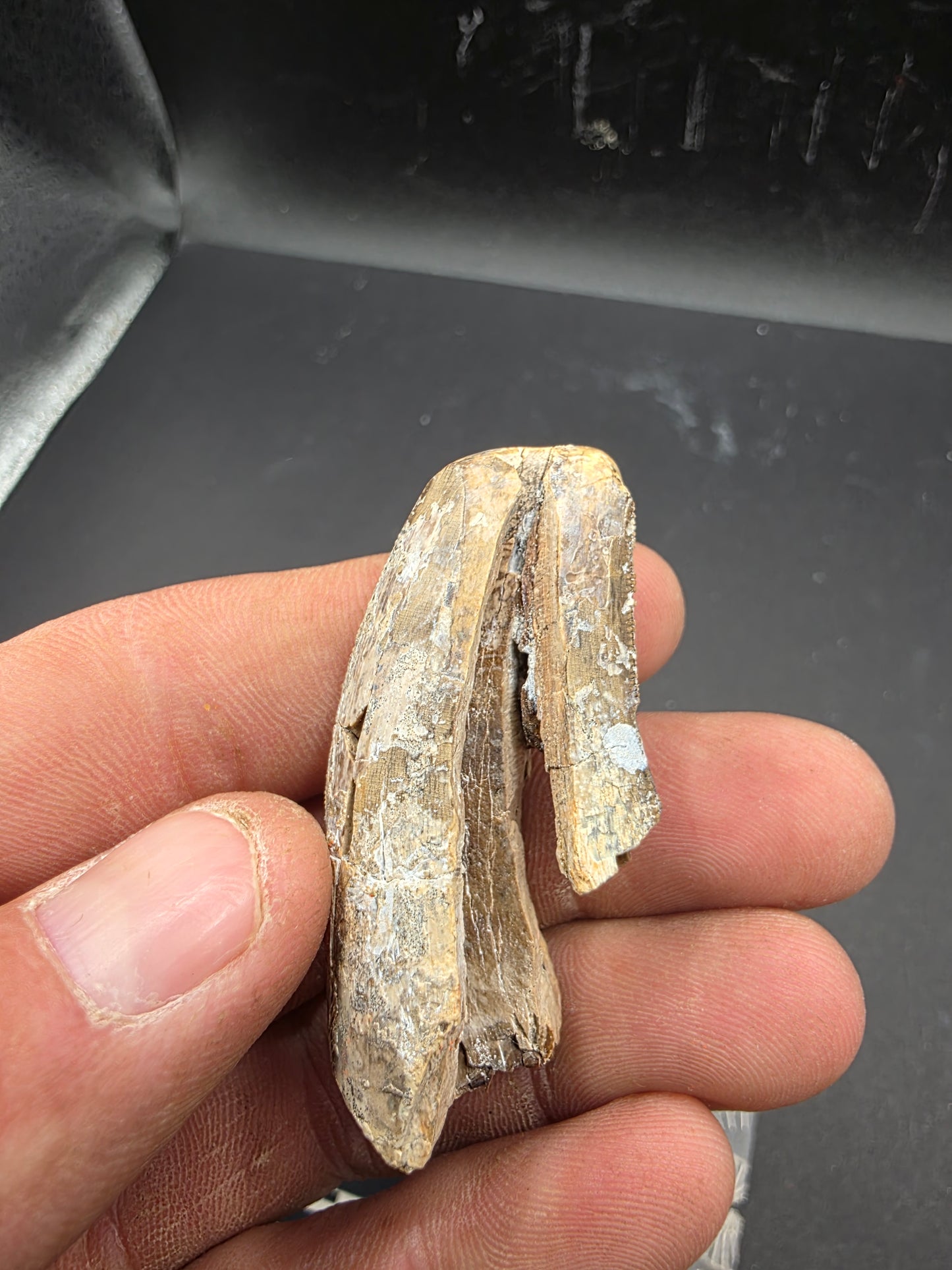 Tyrannosaurid Tooth-Texas