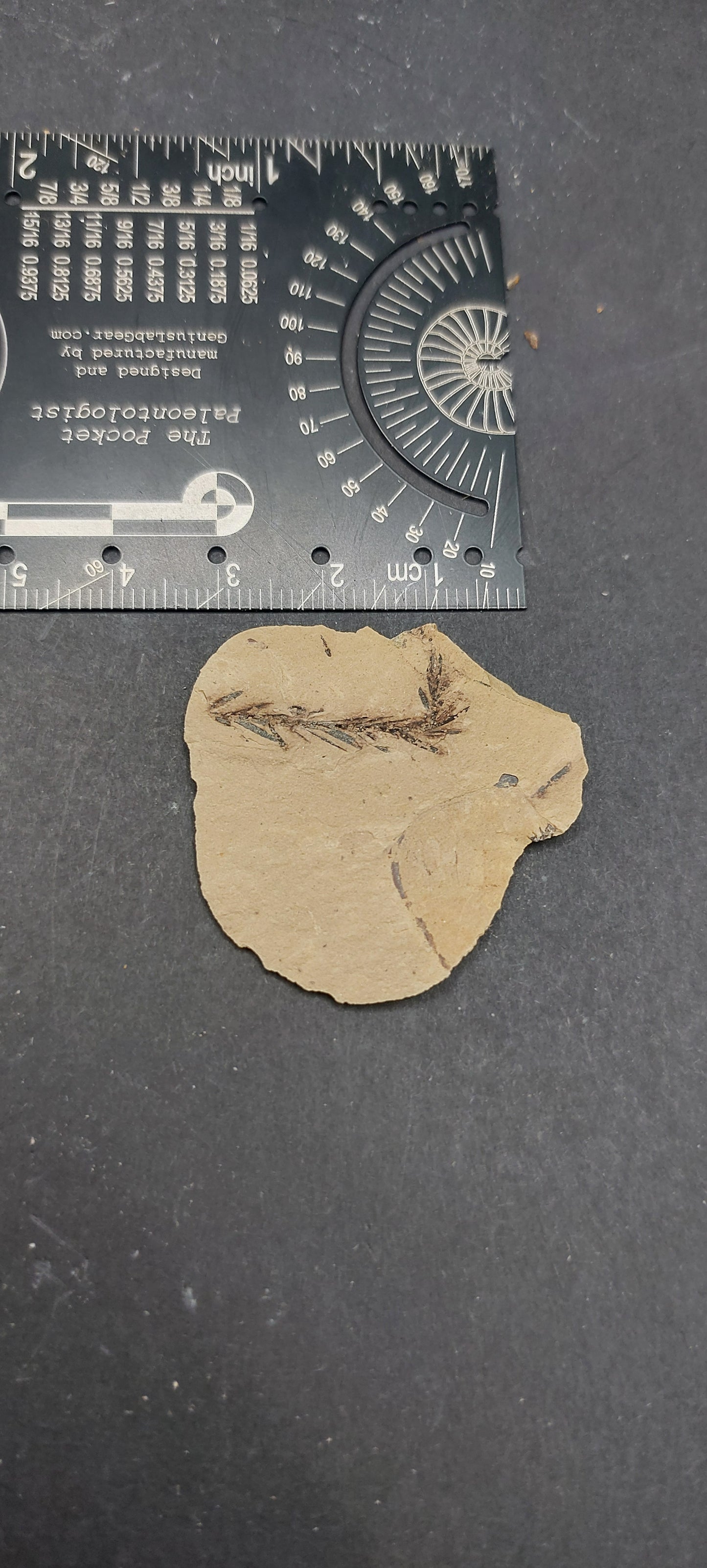 Metasequoia Leaf-Montana 10