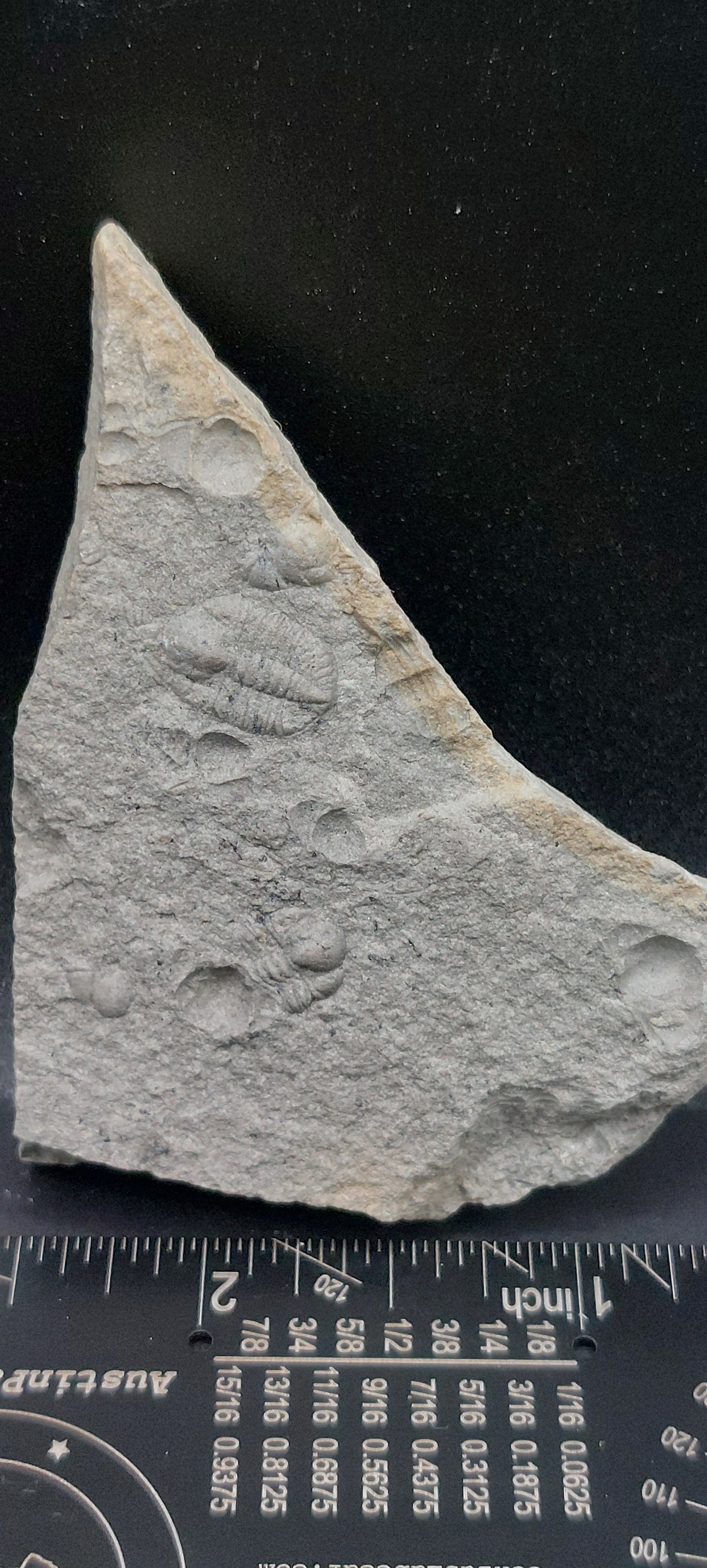 Ampyxina bellatula-Missouri 04