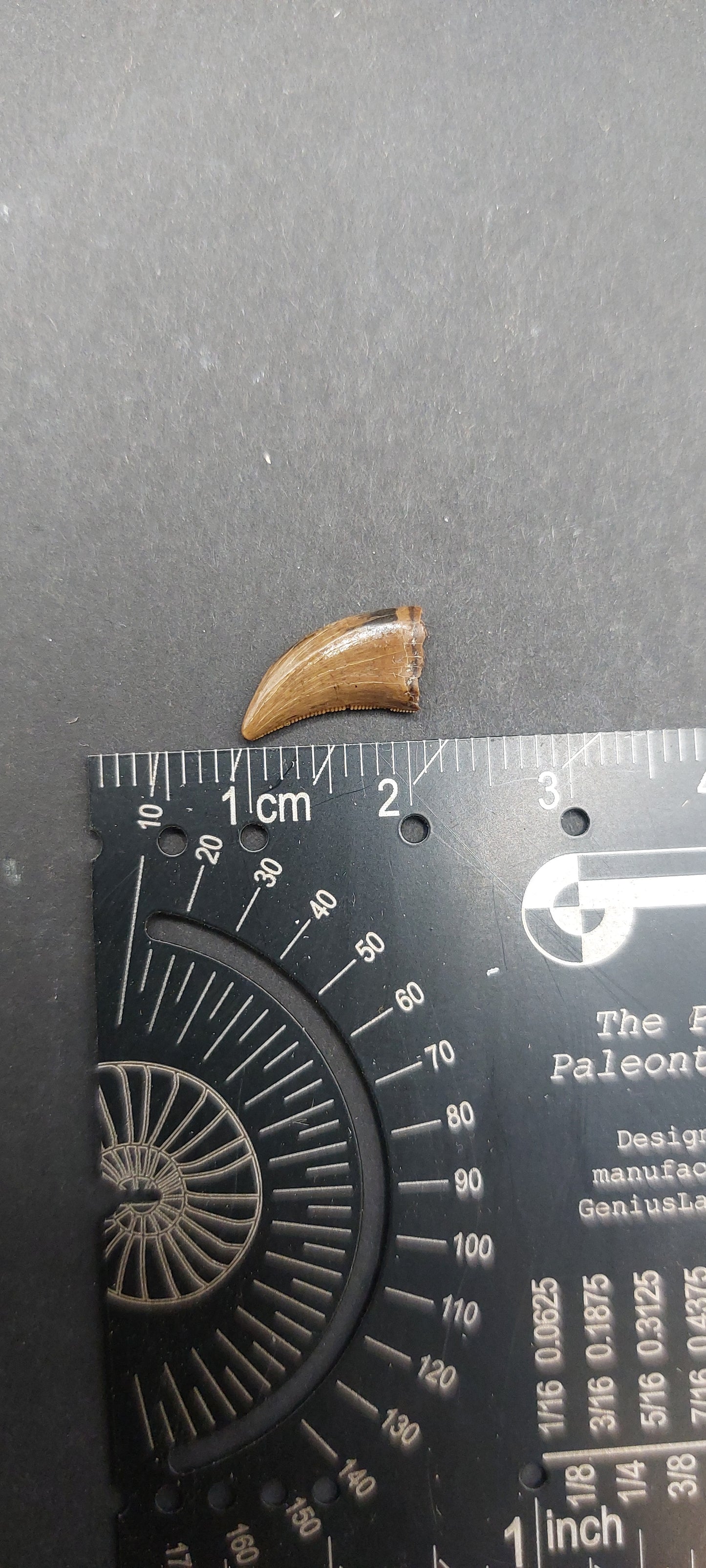 Dromaeosaurus sp. Tooth-Montana