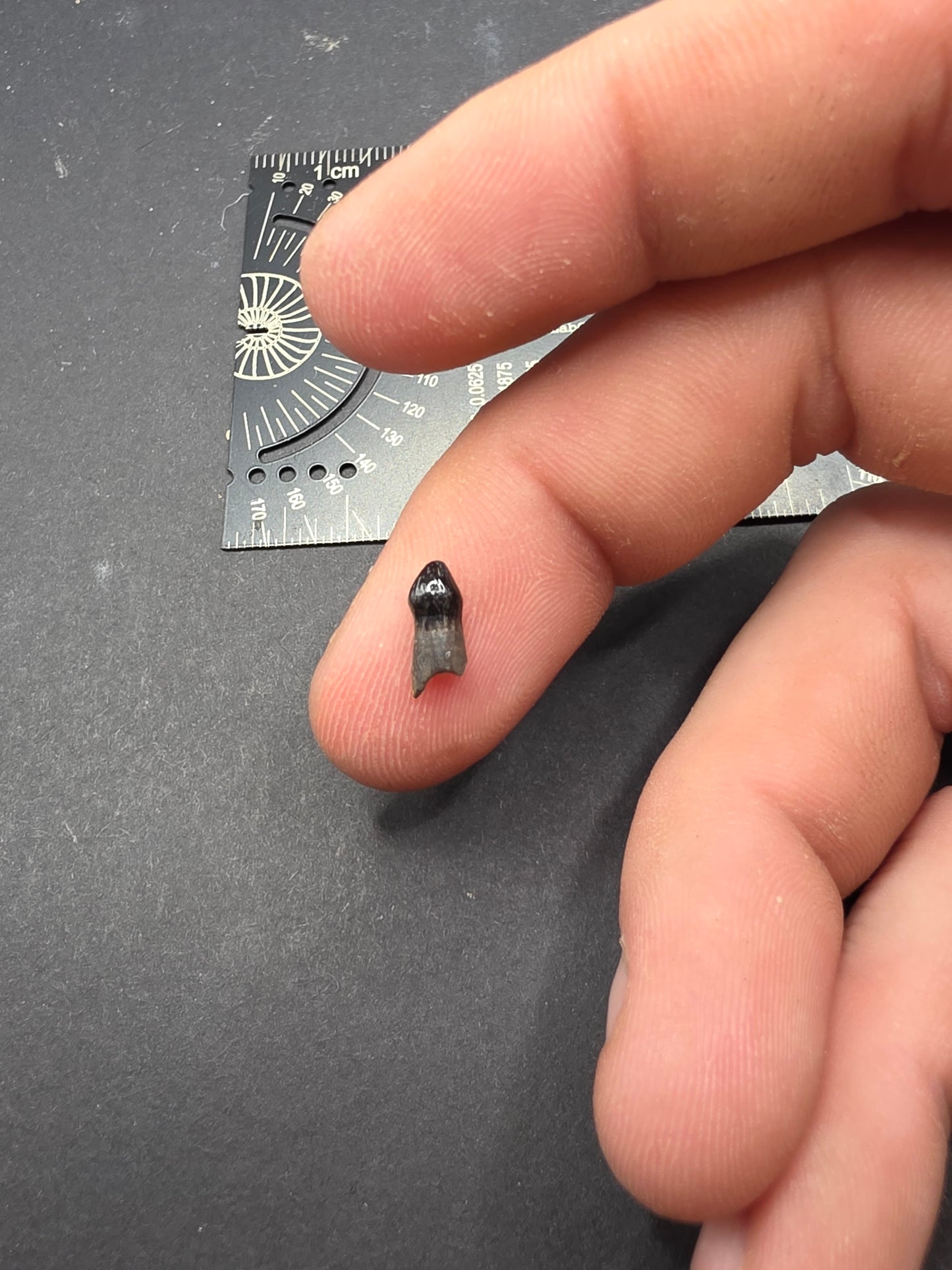 Thescelosaurus Tooth-Montana 04