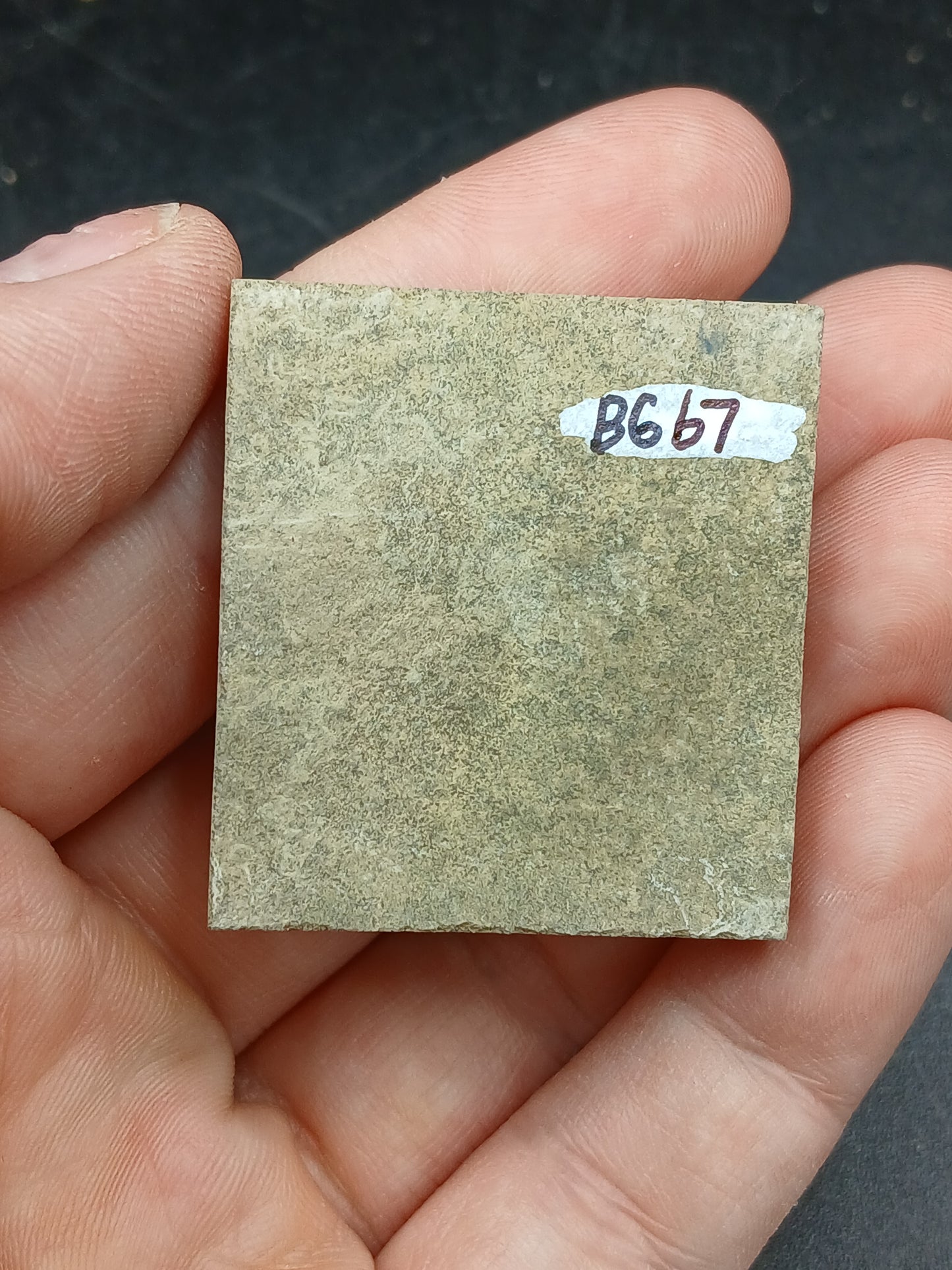 Anthracoceras beargulchensis-Montana-BG67