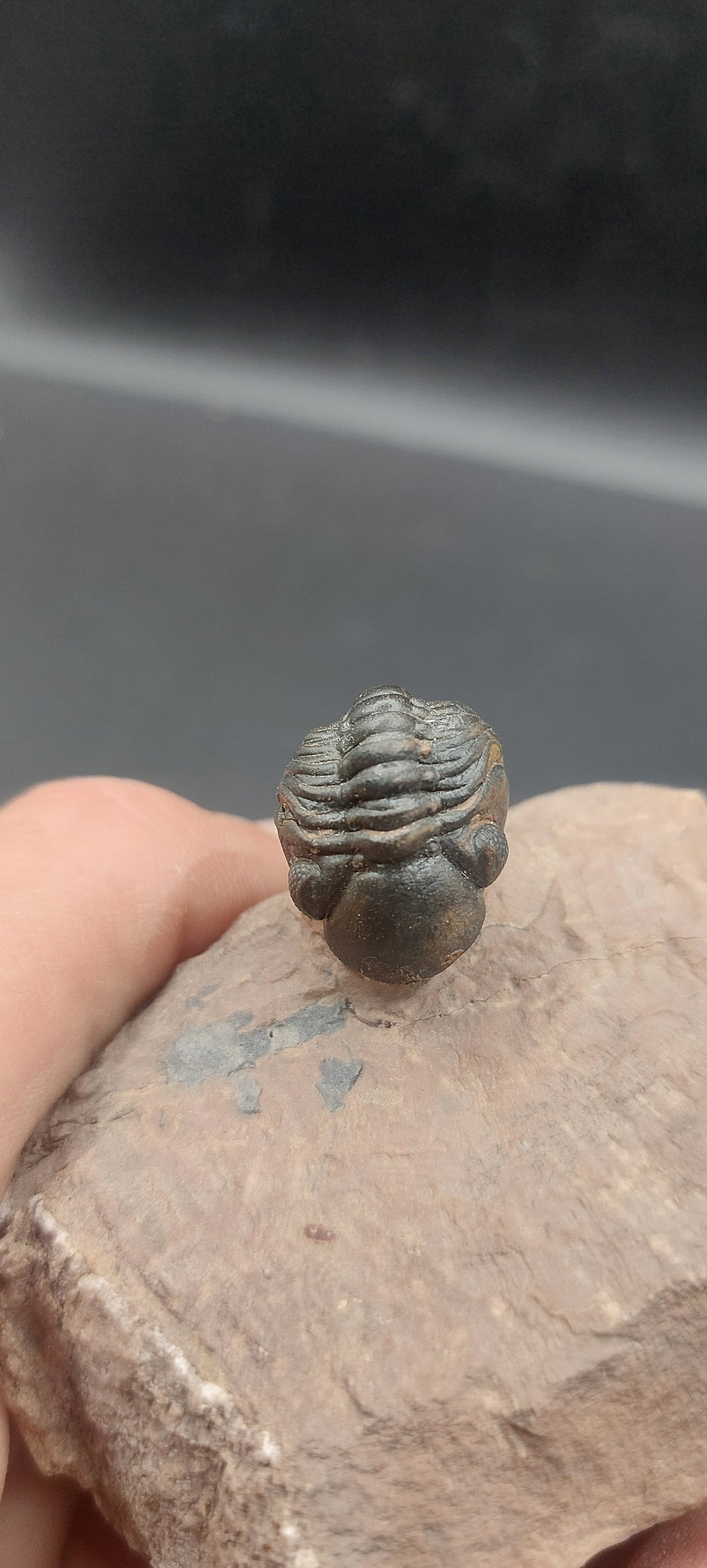 Reedops sp.-Morocco A4