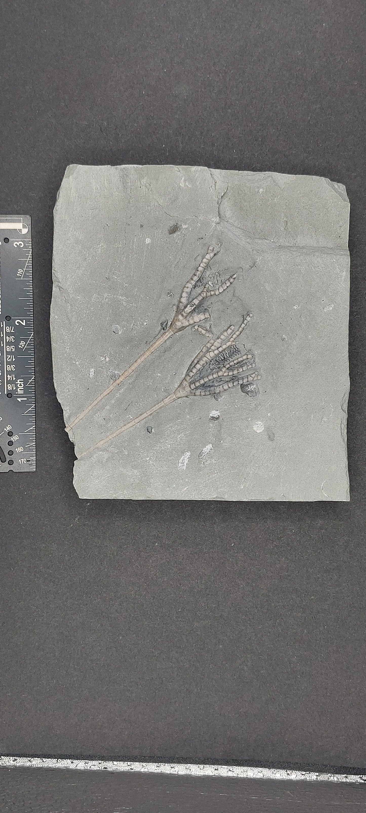 Iocrinus sp.-Ohio